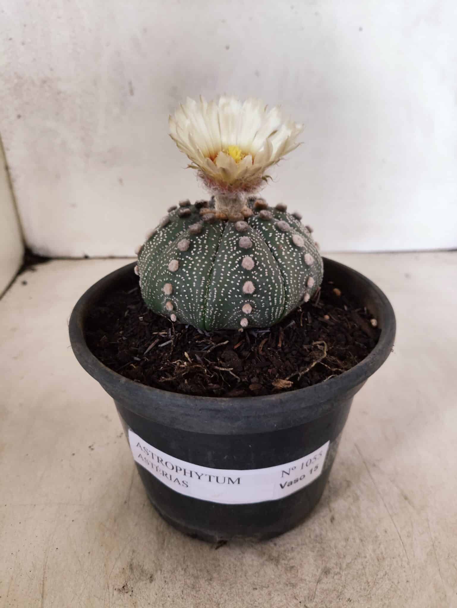 MATRIZ ASTROPHYTUM ASTERIAS "NUDUM" Nº 1055 – vaso 15 - foto 2