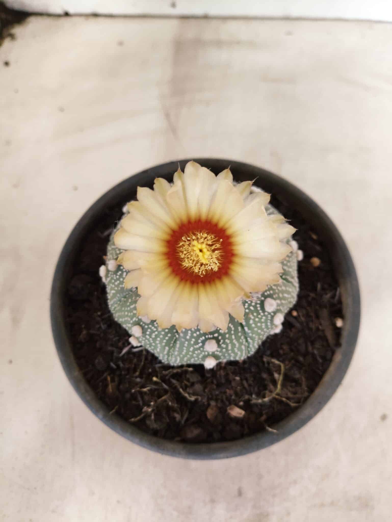MATRIZ ASTROPHYTUM ASTERIAS "NUDUM" Nº 1055 – vaso 15 - foto 3