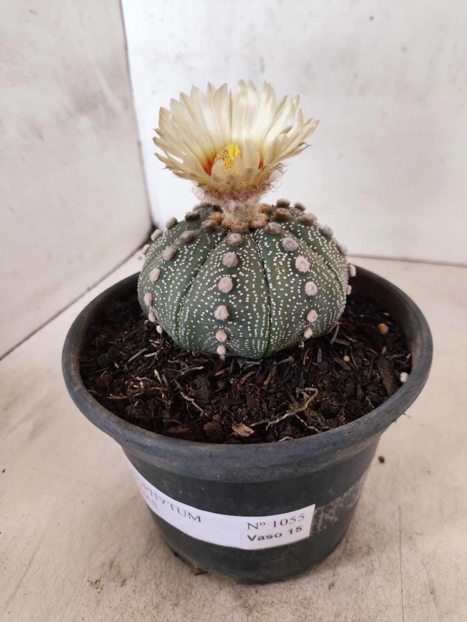 MATRIZ ASTROPHYTUM ASTERIAS "NUDUM" Nº 1055 – vaso 15 - foto 9