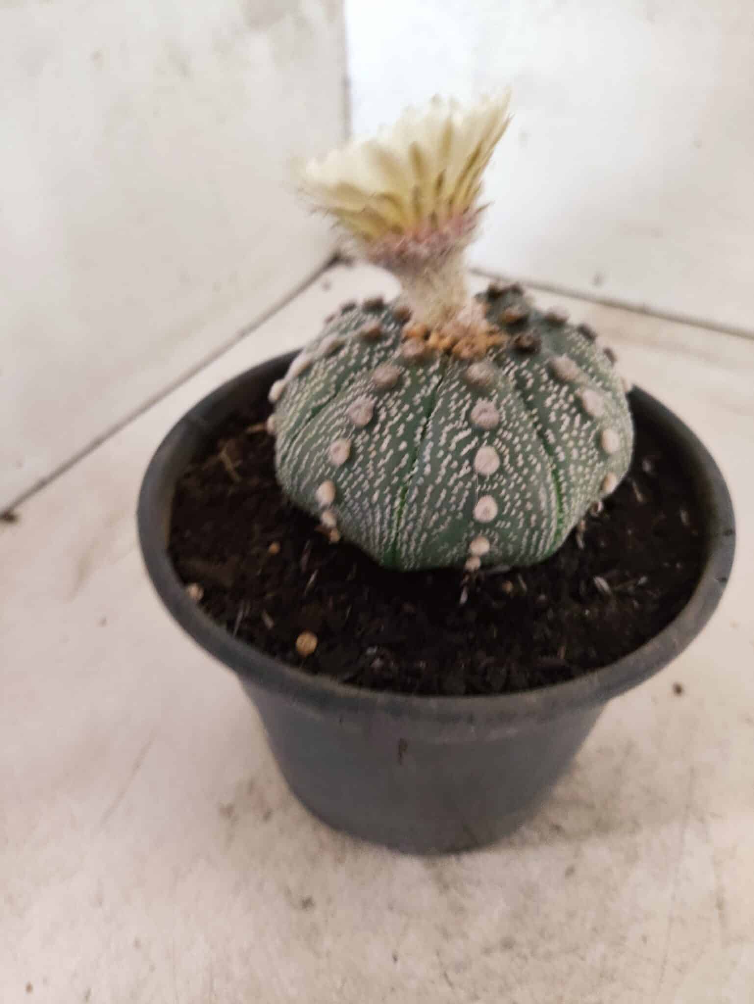 MATRIZ ASTROPHYTUM ASTERIAS "NUDUM" Nº 1055 – vaso 15 - foto 8