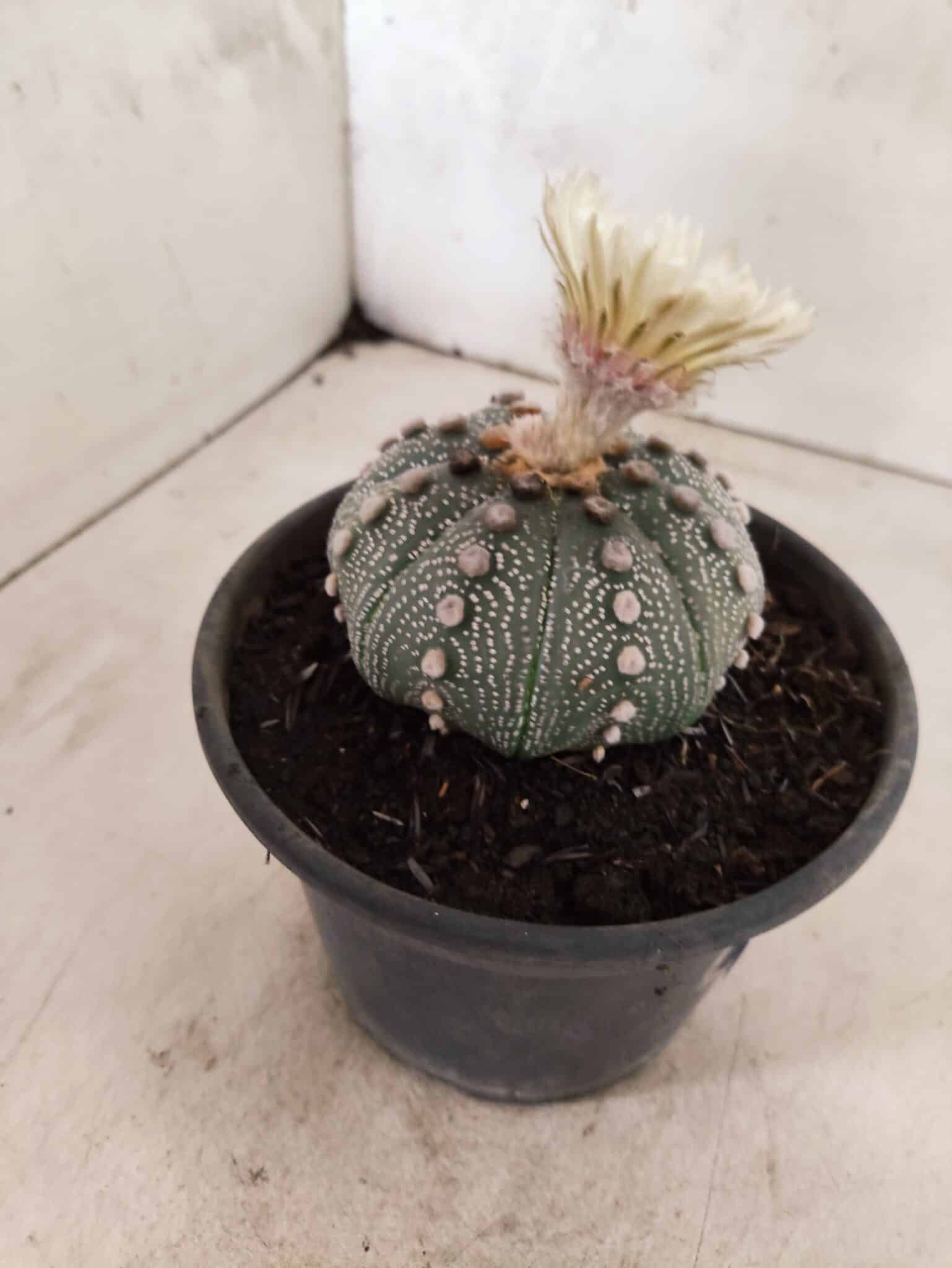 MATRIZ ASTROPHYTUM ASTERIAS "NUDUM" Nº 1055 – vaso 15 - foto 7