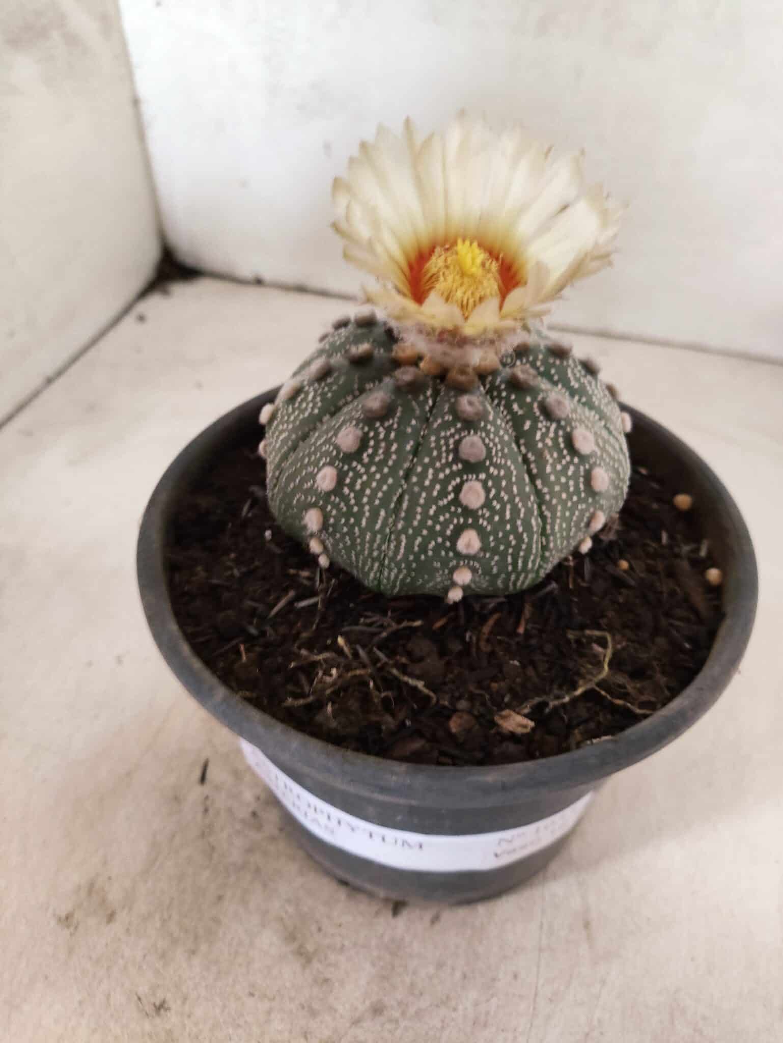 MATRIZ ASTROPHYTUM ASTERIAS "NUDUM" Nº 1055 – vaso 15 - foto 6