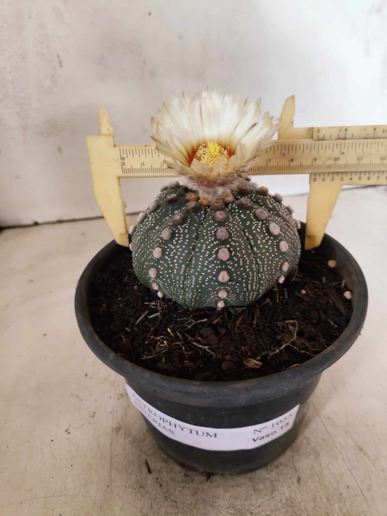 MATRIZ ASTROPHYTUM ASTERIAS "NUDUM" Nº 1055 – vaso 15 - foto 4