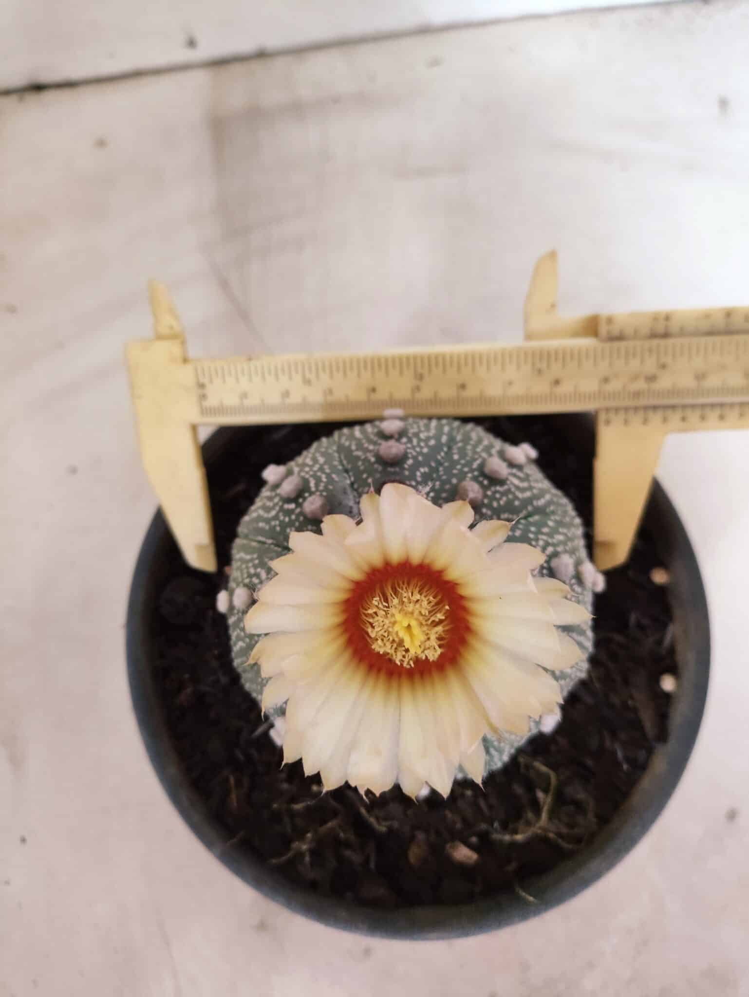 MATRIZ ASTROPHYTUM ASTERIAS "NUDUM" Nº 1055 – vaso 15 - foto 5
