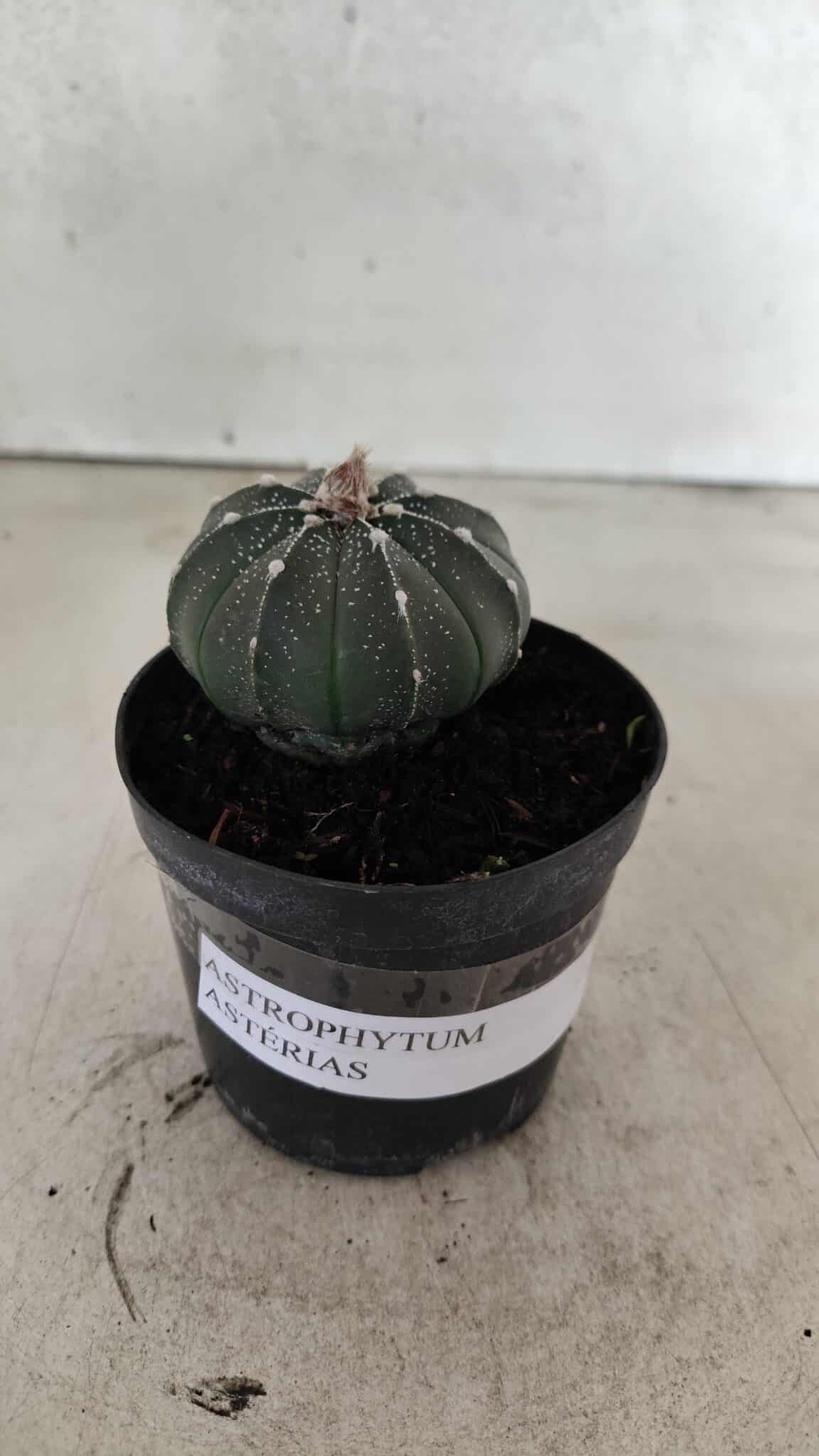 ASTROPHYTUM ASTERIAS  Nº 1066 – vaso 09 - foto 2