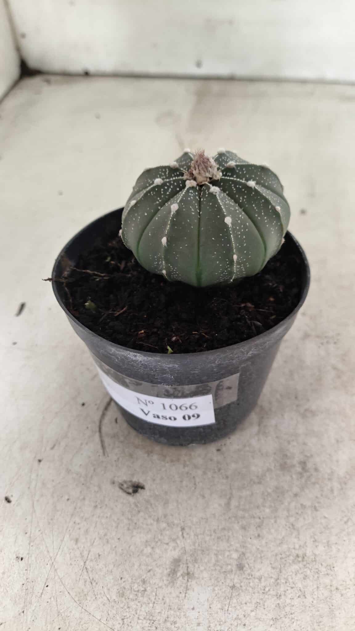 ASTROPHYTUM ASTERIAS  Nº 1066 – vaso 09 - foto 8