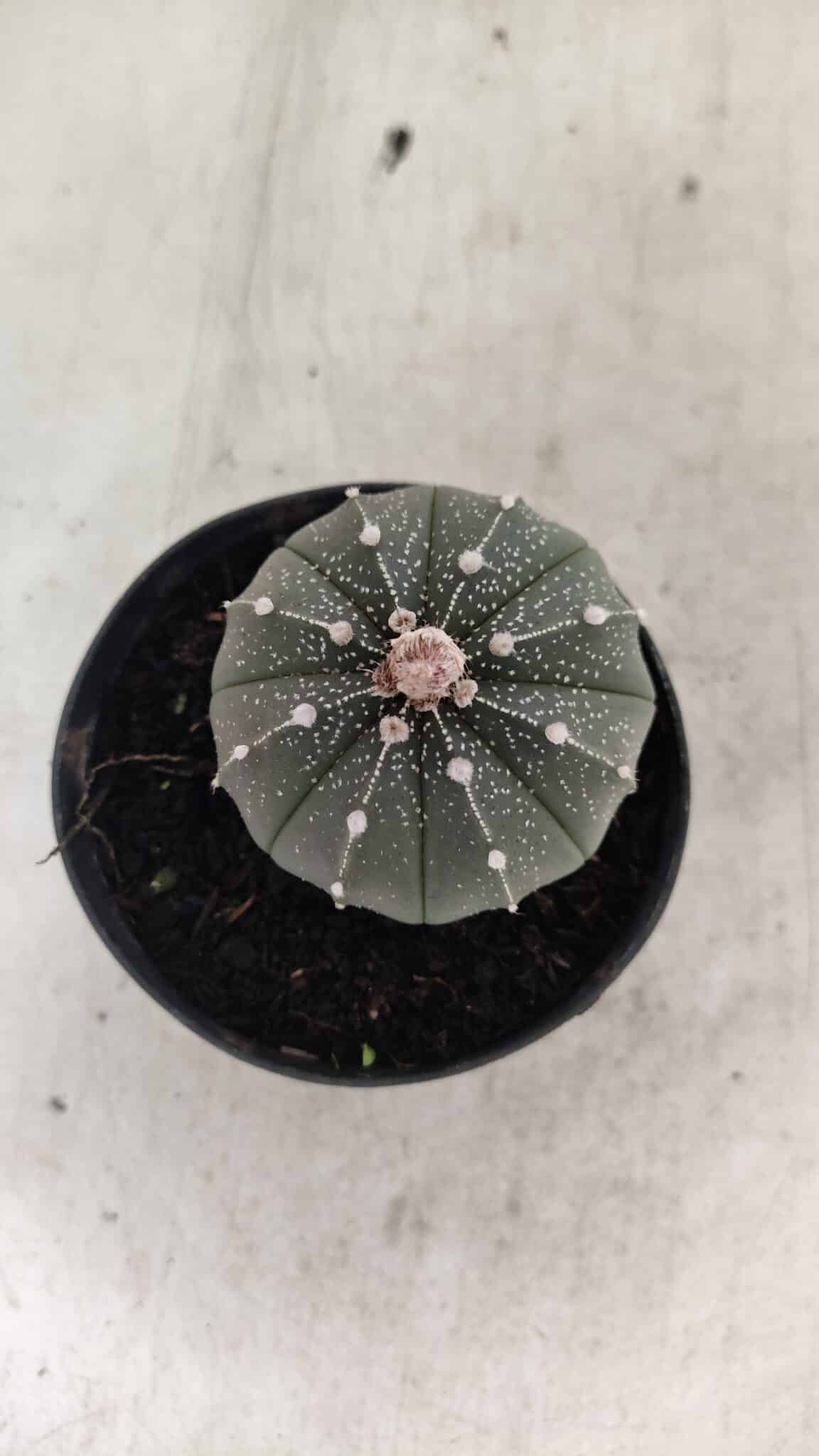 ASTROPHYTUM ASTERIAS  Nº 1066 – vaso 09 - foto 3
