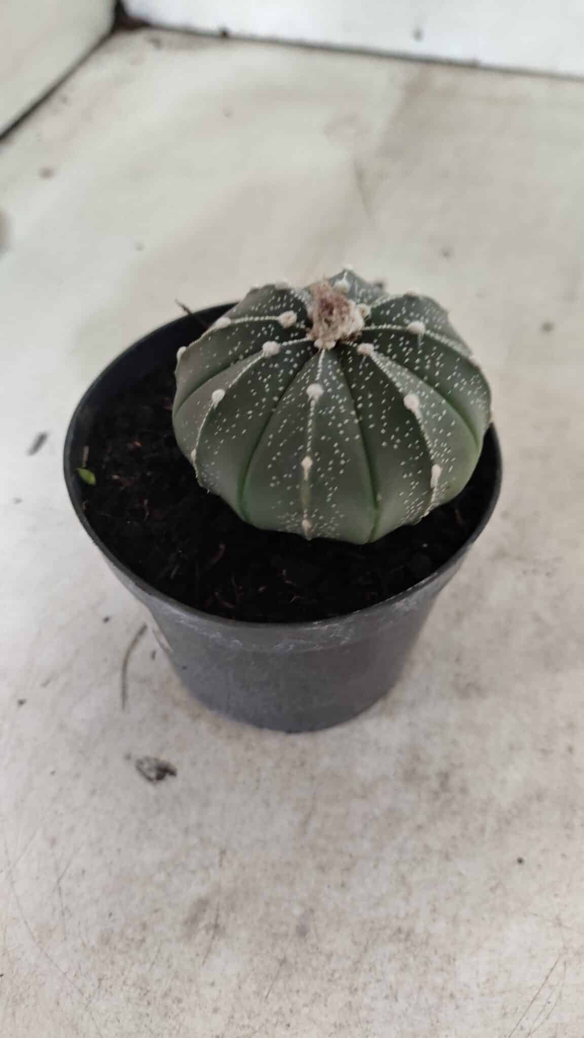 ASTROPHYTUM ASTERIAS  Nº 1066 – vaso 09 - foto 7