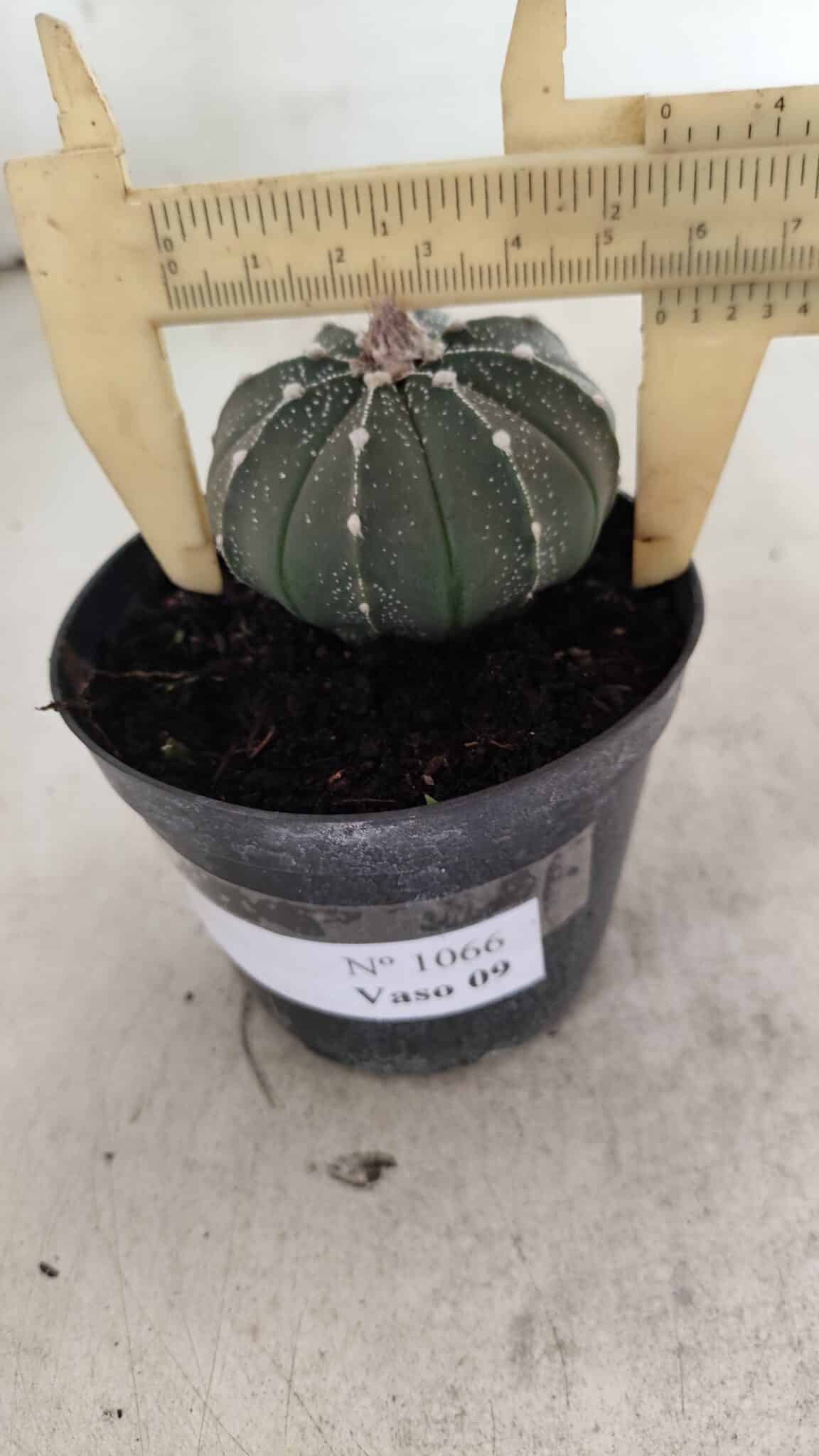 ASTROPHYTUM ASTERIAS  Nº 1066 – vaso 09 - foto 4