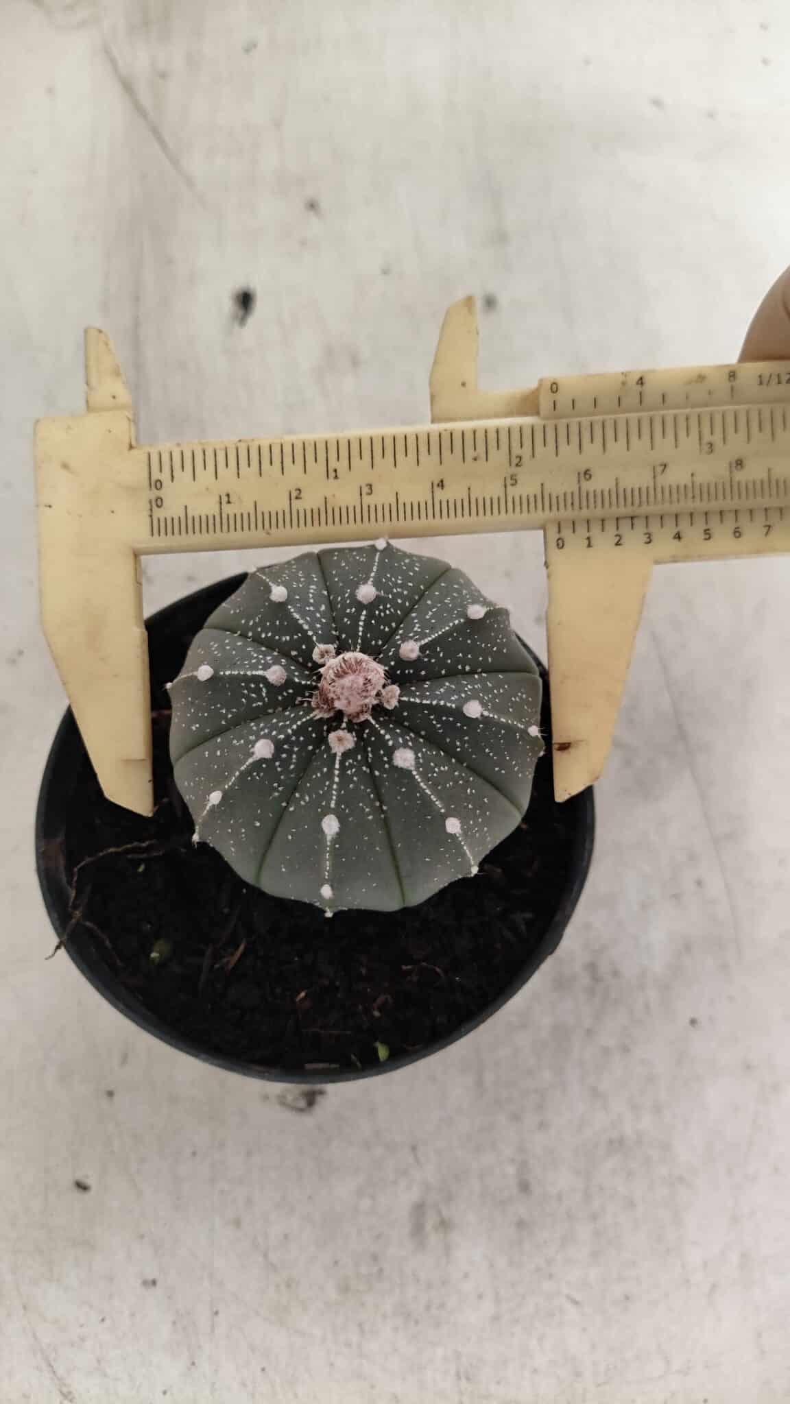 ASTROPHYTUM ASTERIAS  Nº 1066 – vaso 09 - foto 5