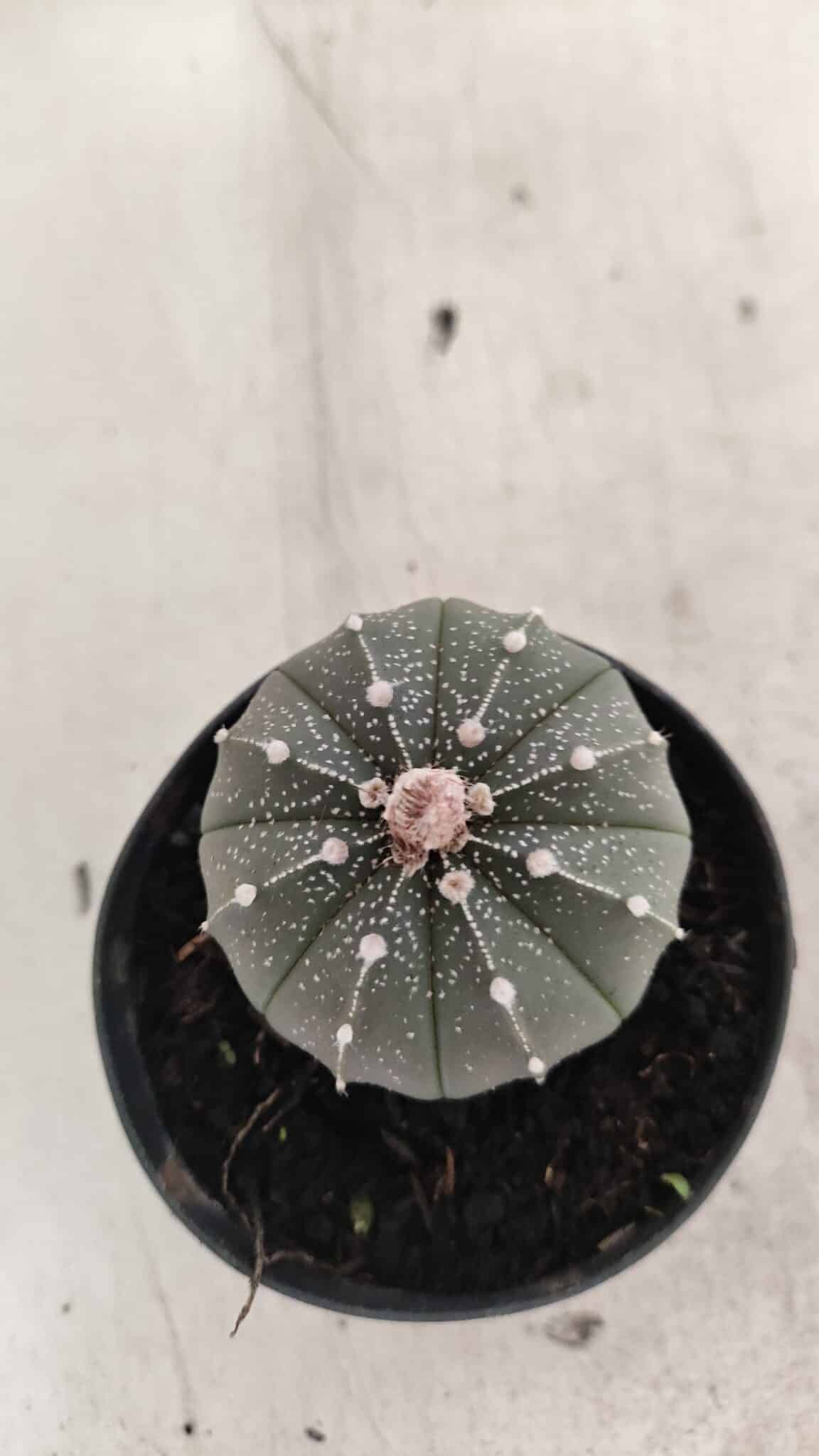 ASTROPHYTUM ASTERIAS  Nº 1066 – vaso 09 - foto 6