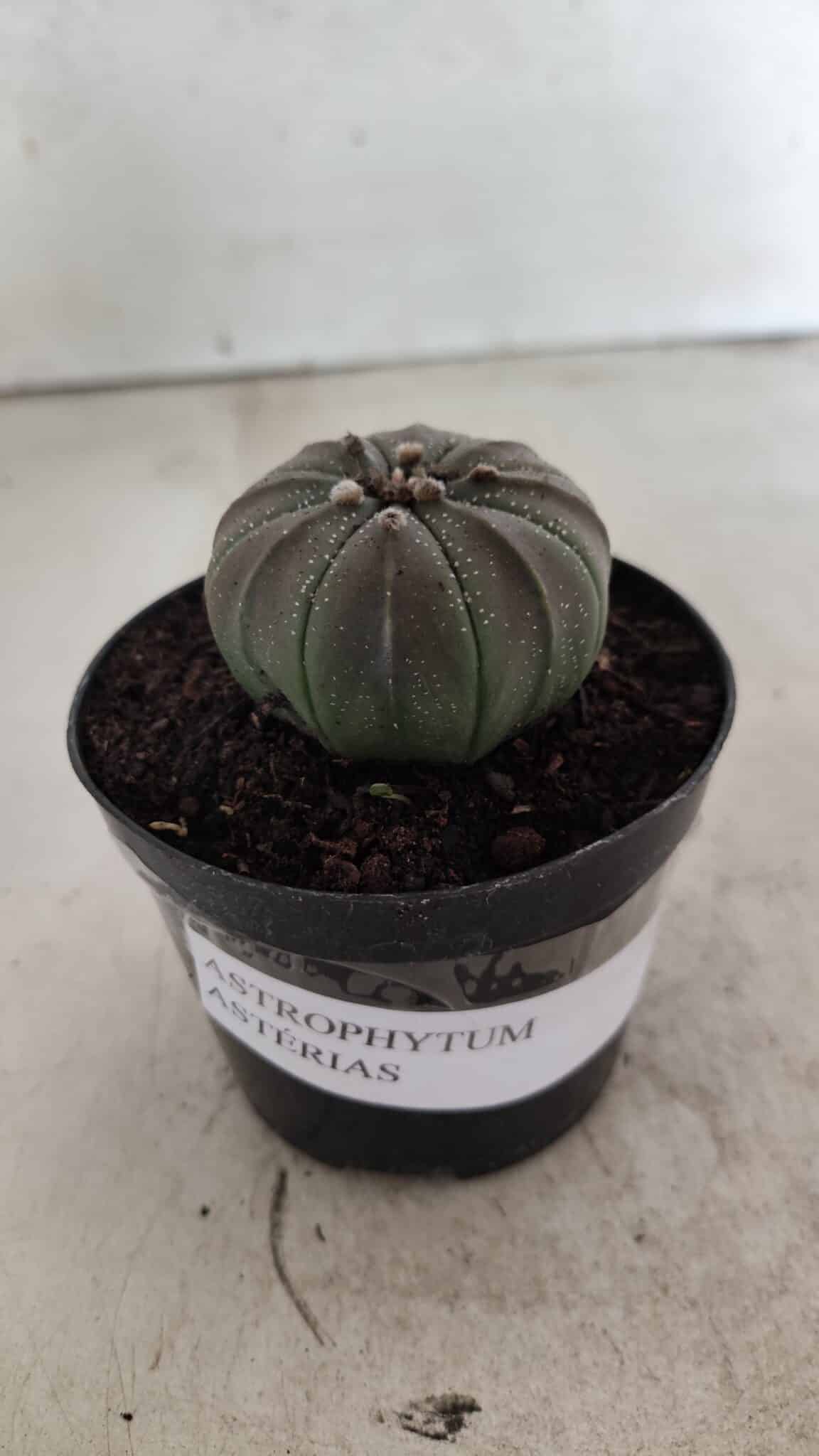 ASTROPHYTUM ASTERIAS  Nº 1067 – vaso 09 - foto 2