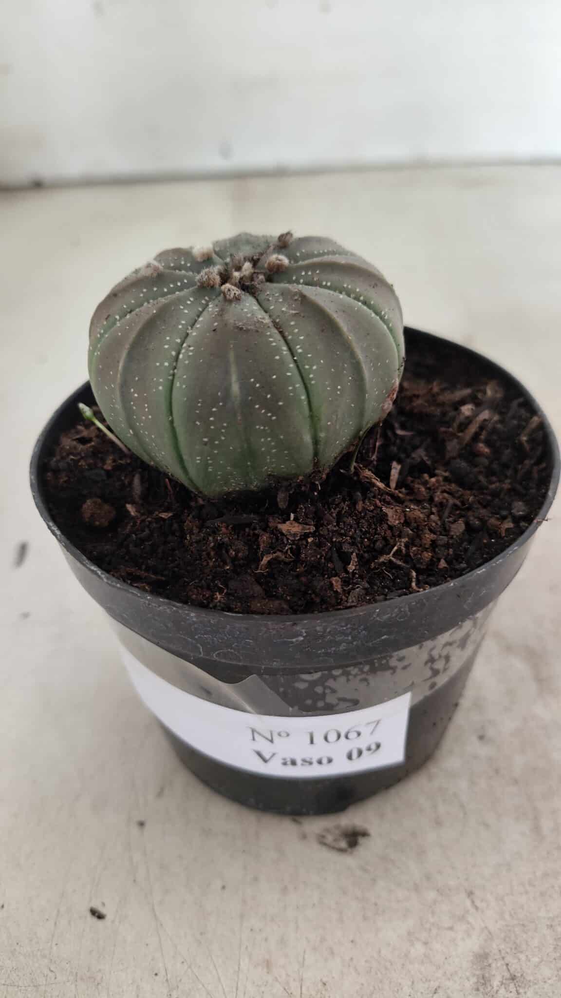 ASTROPHYTUM ASTERIAS  Nº 1067 – vaso 09 - foto 8