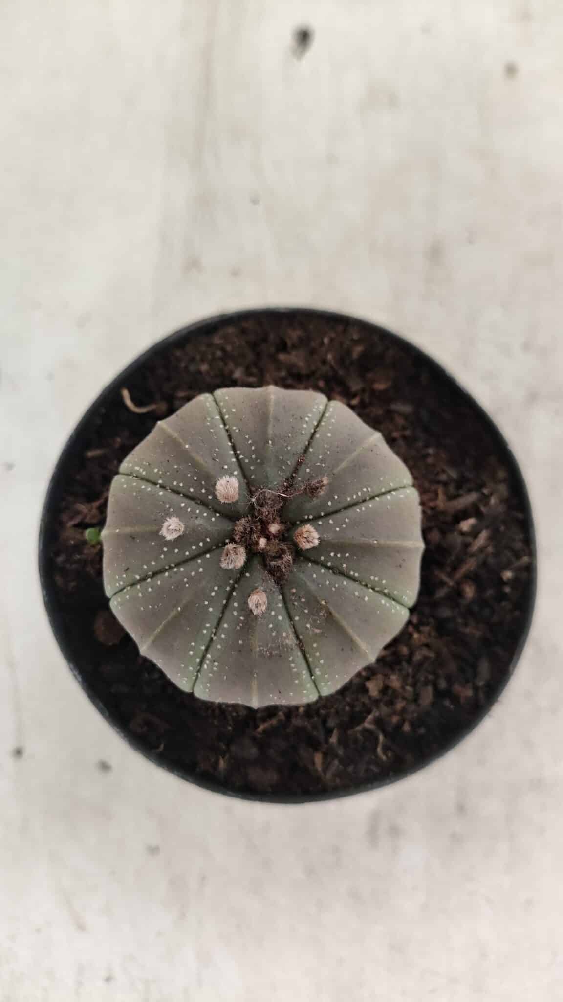 ASTROPHYTUM ASTERIAS  Nº 1067 – vaso 09 - foto 3