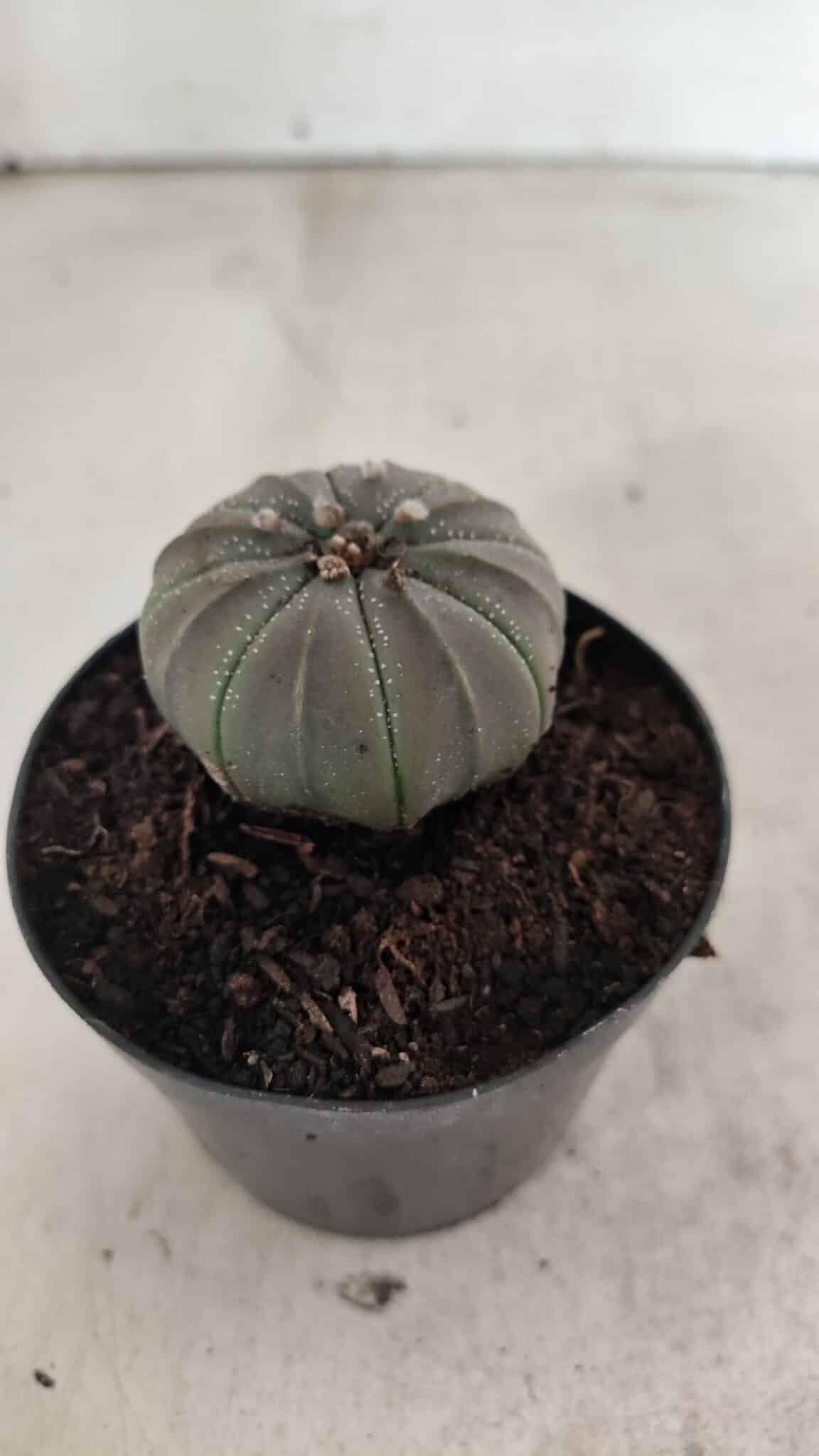 ASTROPHYTUM ASTERIAS  Nº 1067 – vaso 09 - foto 7