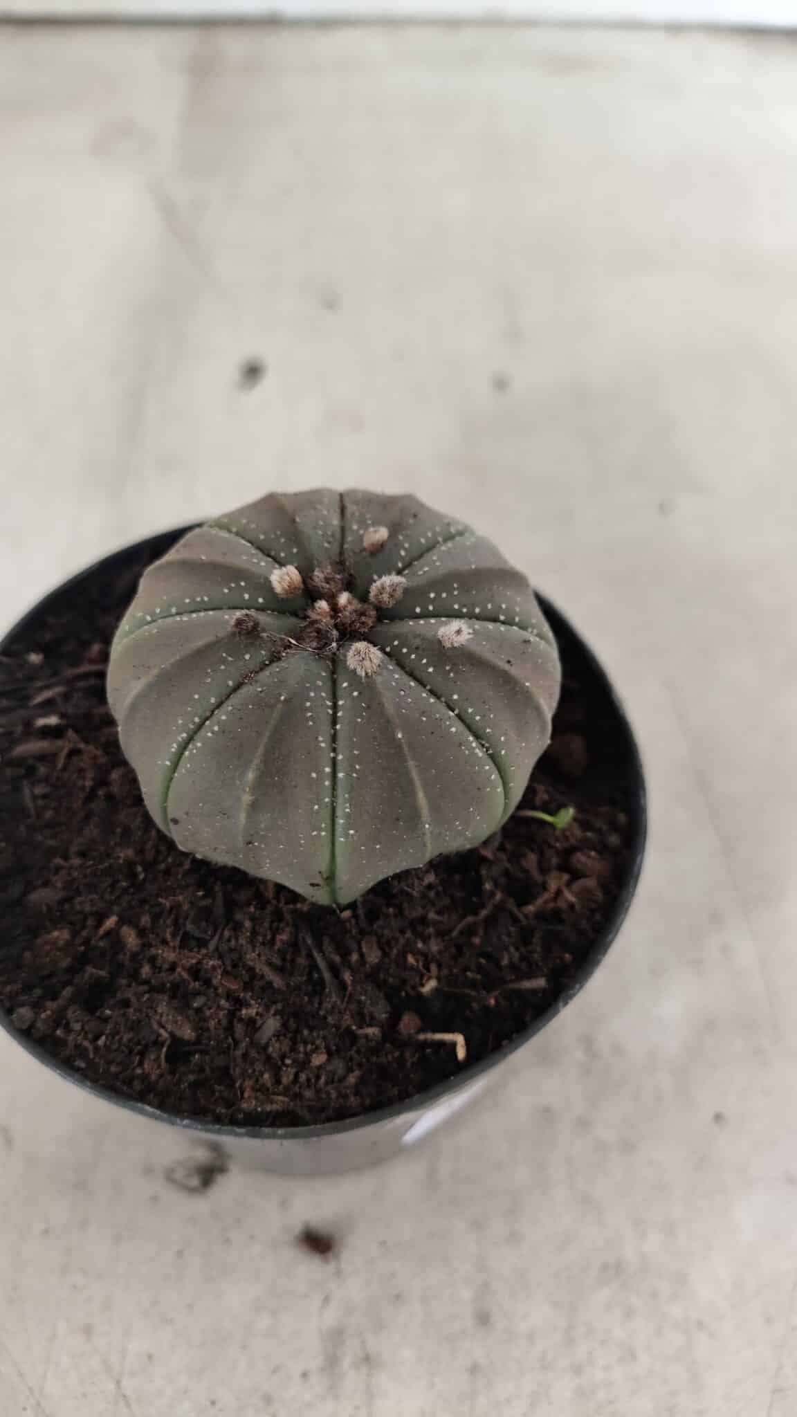 ASTROPHYTUM ASTERIAS  Nº 1067 – vaso 09 - foto 6