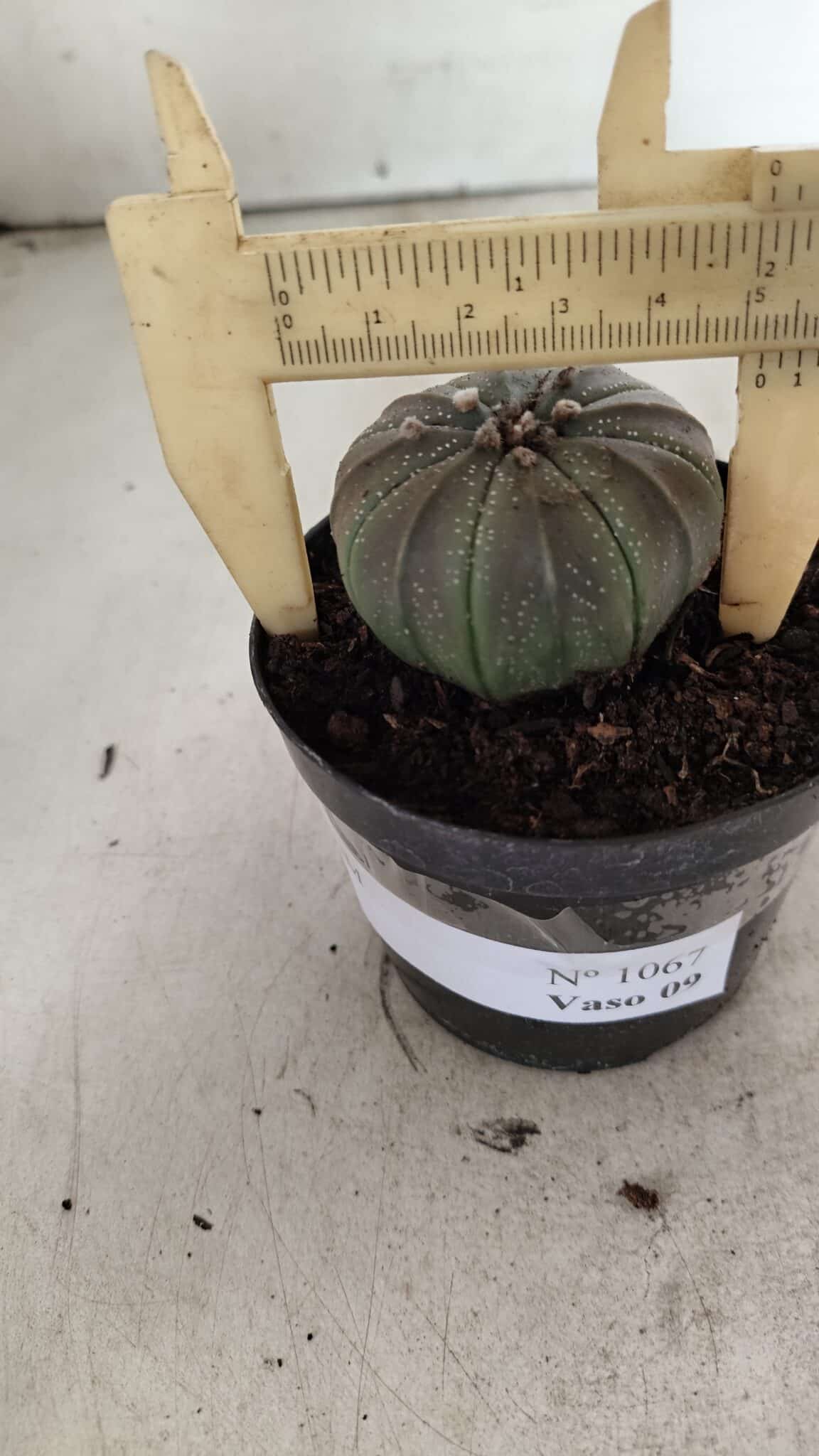 ASTROPHYTUM ASTERIAS  Nº 1067 – vaso 09 - foto 4