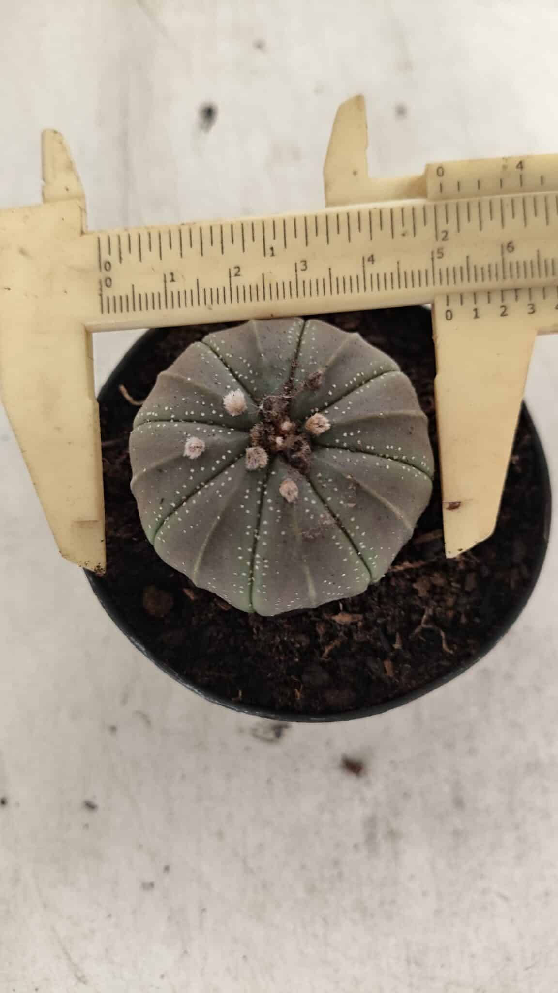 ASTROPHYTUM ASTERIAS  Nº 1067 – vaso 09 - foto 5