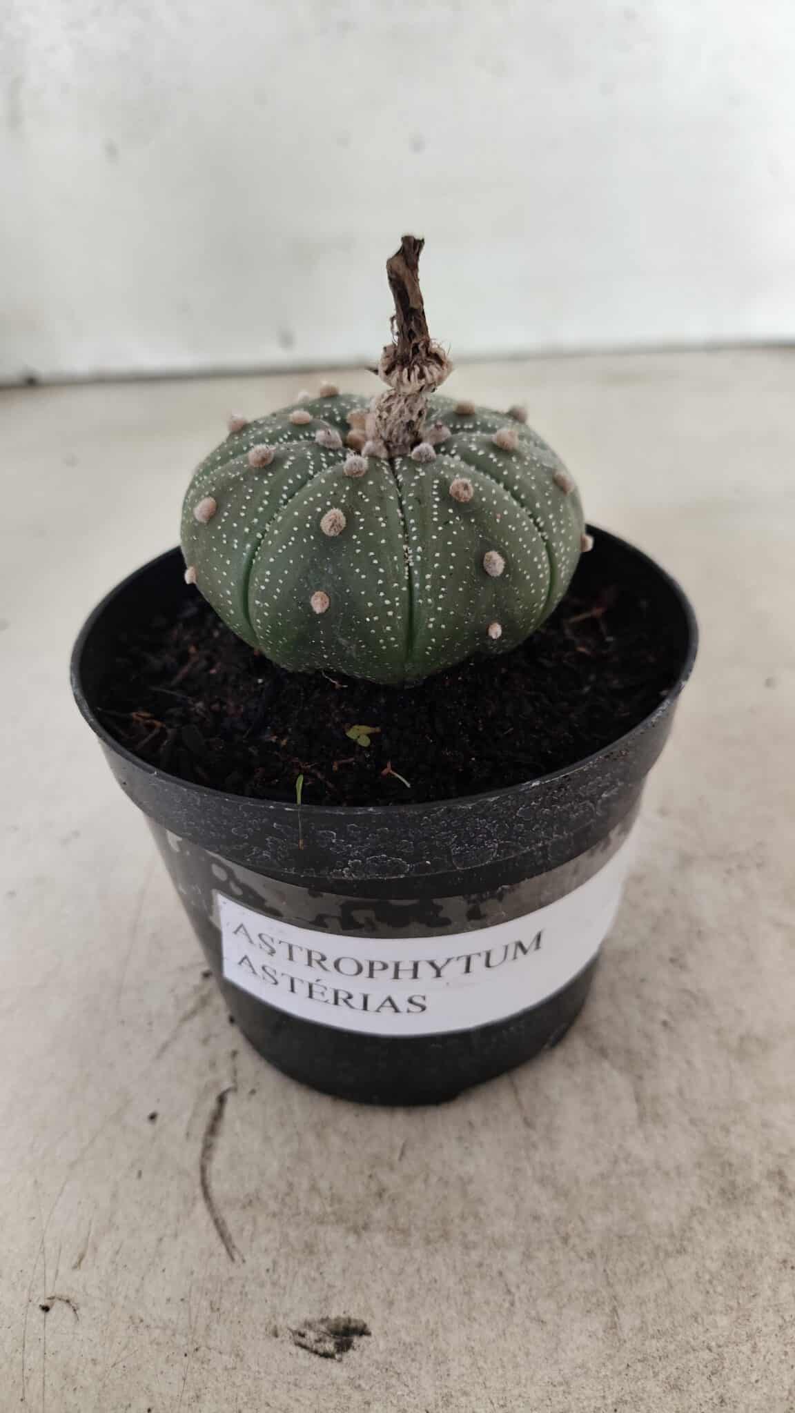 ASTROPHYTUM ASTERIAS  Nº 1068 – vaso 09 - foto 2