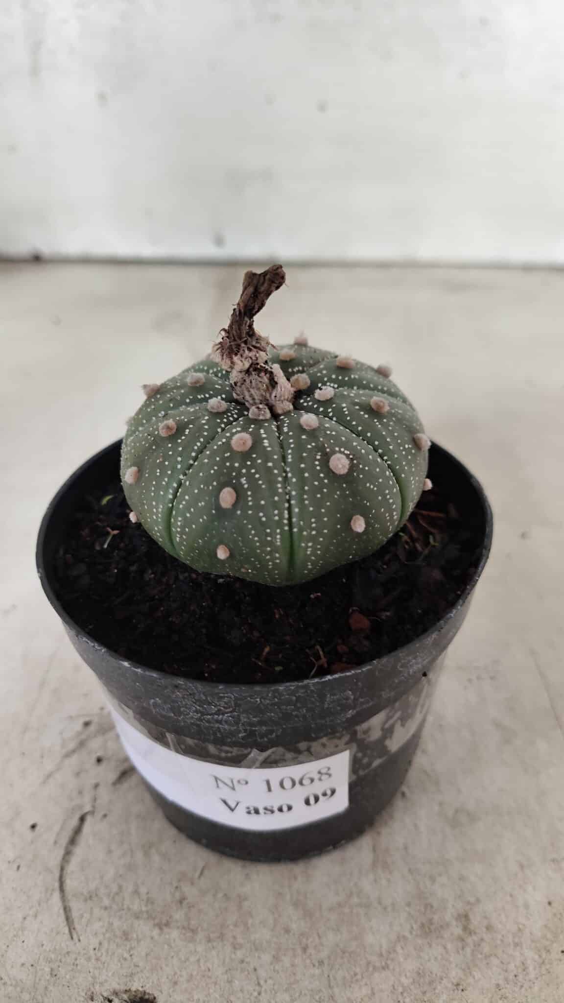 ASTROPHYTUM ASTERIAS  Nº 1068 – vaso 09 - foto 8