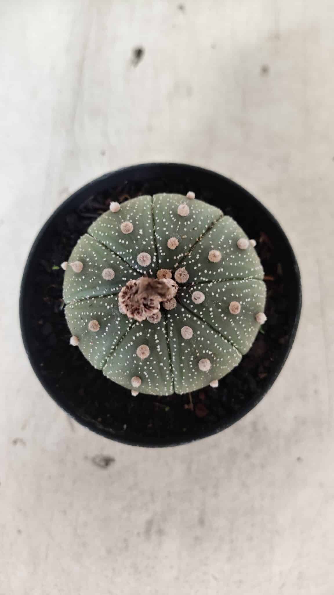 ASTROPHYTUM ASTERIAS  Nº 1068 – vaso 09 - foto 3
