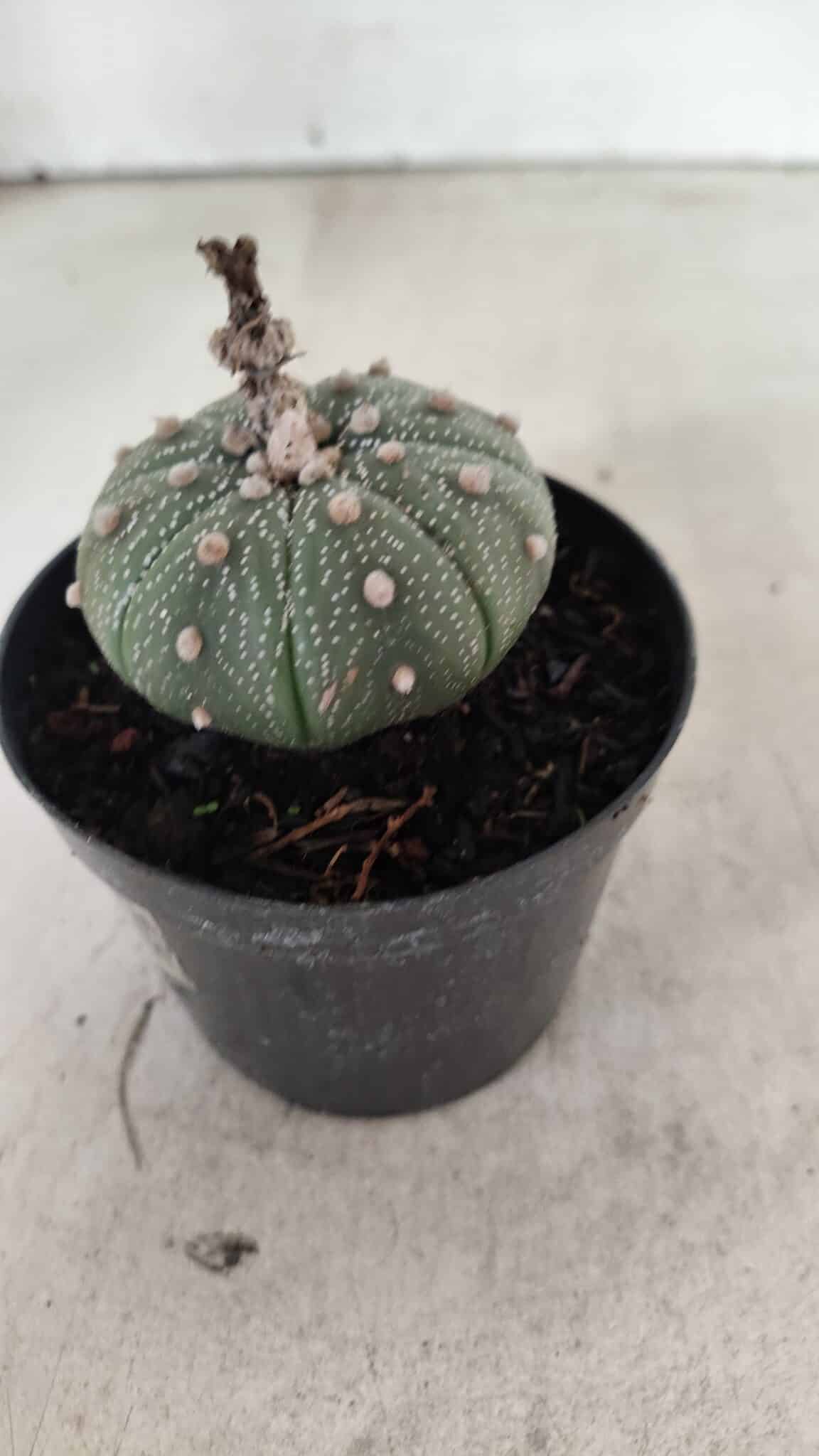 ASTROPHYTUM ASTERIAS  Nº 1068 – vaso 09 - foto 7