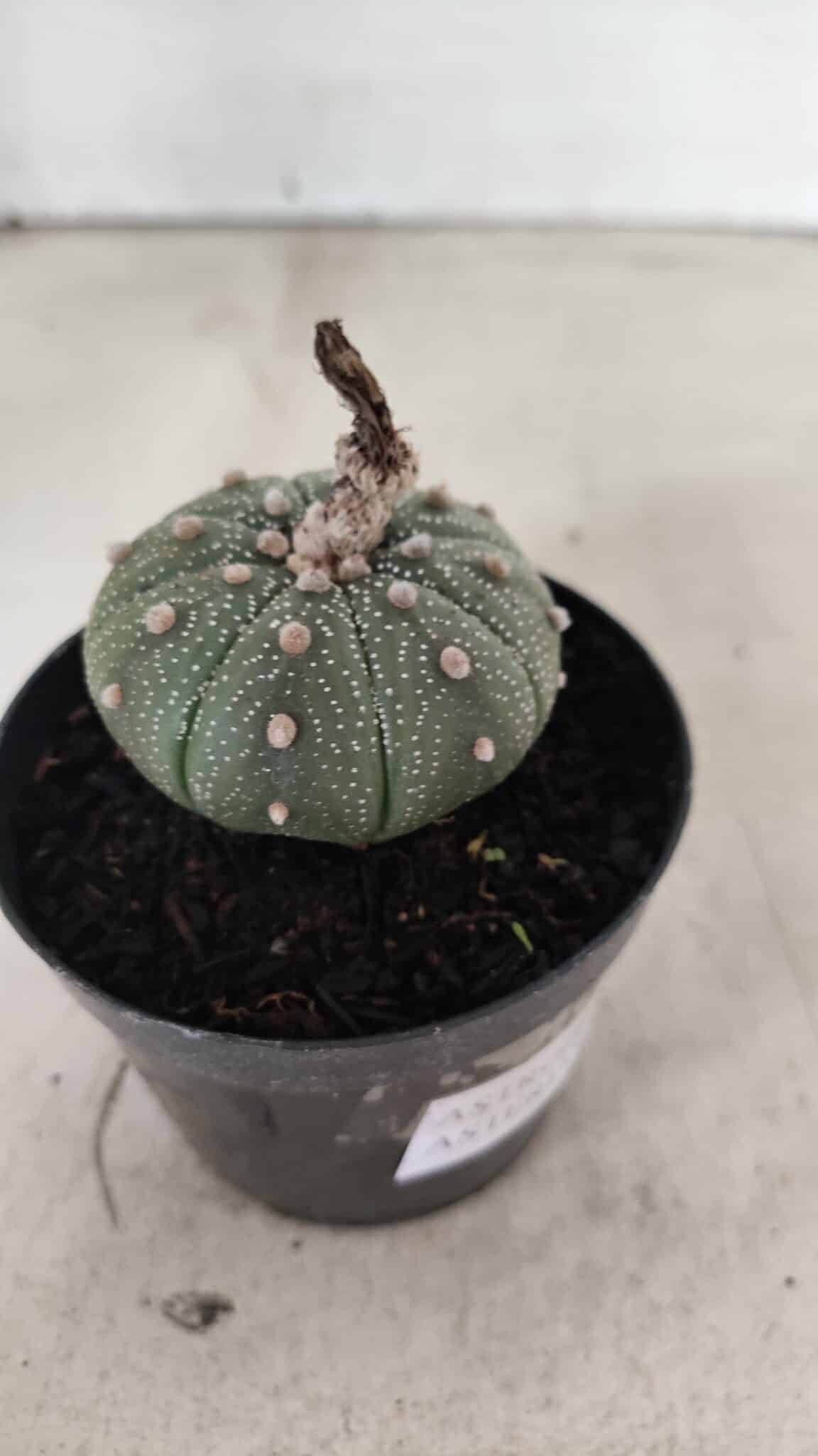 ASTROPHYTUM ASTERIAS  Nº 1068 – vaso 09 - foto 6