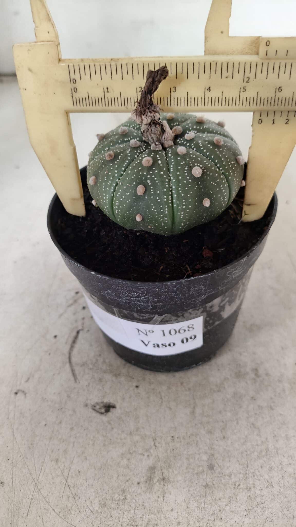 ASTROPHYTUM ASTERIAS  Nº 1068 – vaso 09 - foto 4