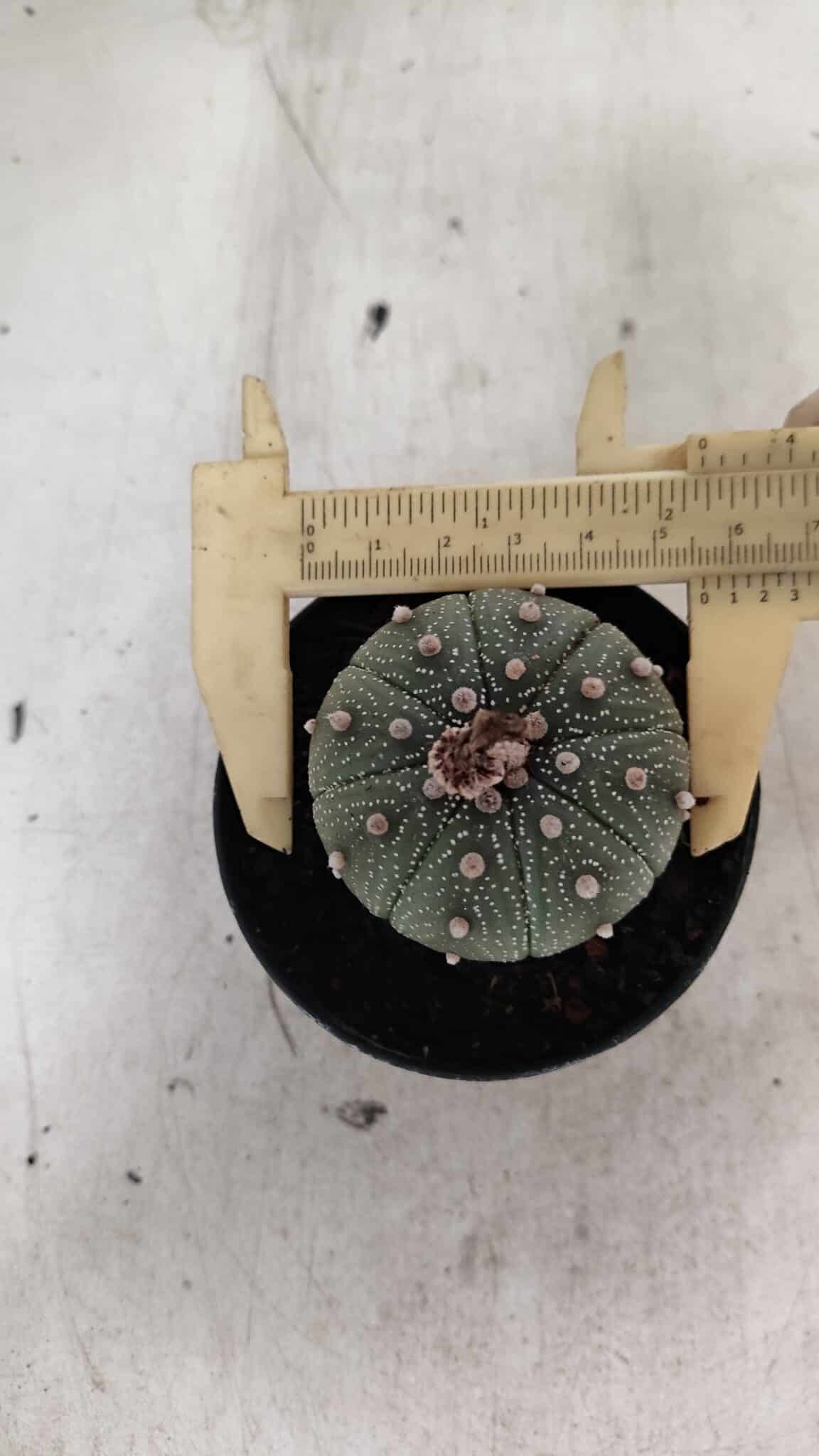 ASTROPHYTUM ASTERIAS  Nº 1068 – vaso 09 - foto 5