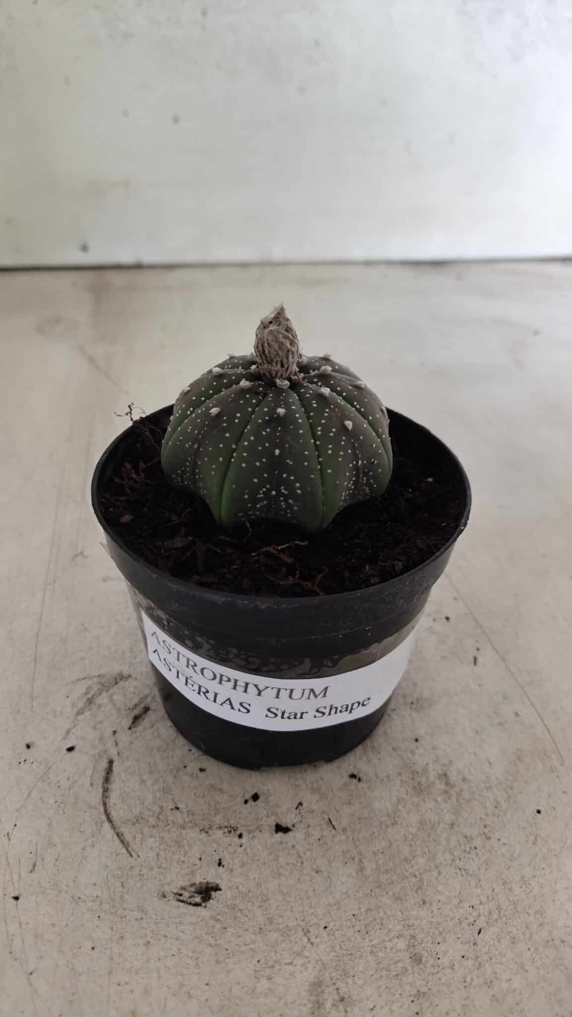 ASTROPHYTUM ASTERIAS STAR SHAPE Nº 1069 – vaso 09 - foto 2