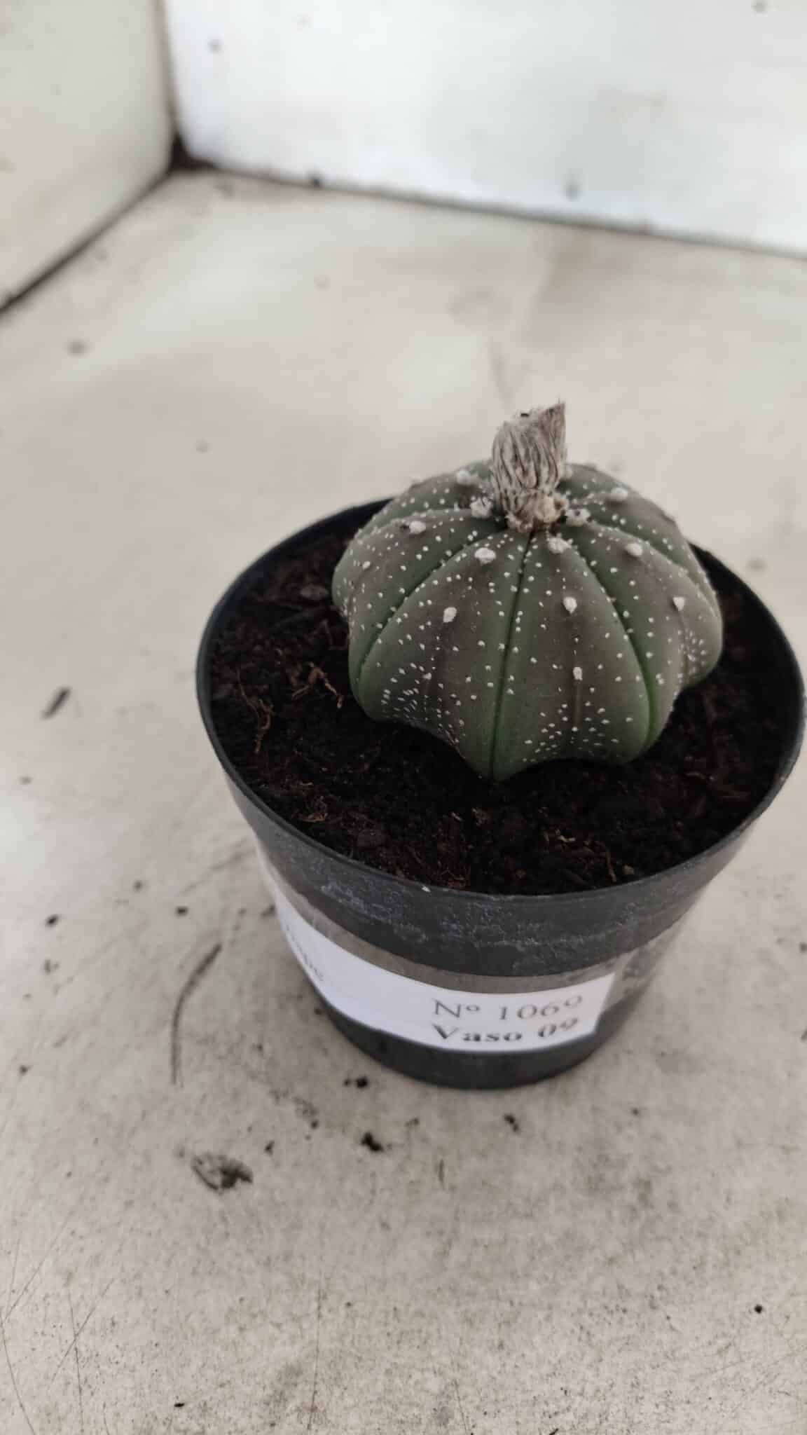 ASTROPHYTUM ASTERIAS STAR SHAPE Nº 1069 – vaso 09 - foto 8