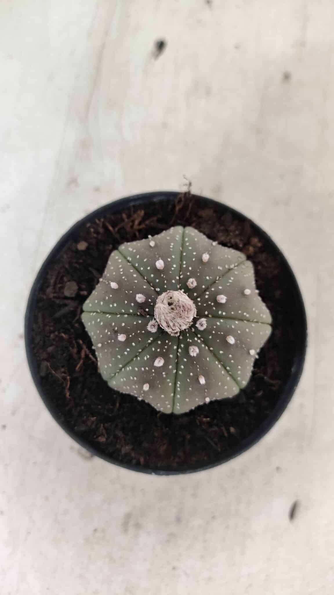 ASTROPHYTUM ASTERIAS STAR SHAPE Nº 1069 – vaso 09 - foto 3