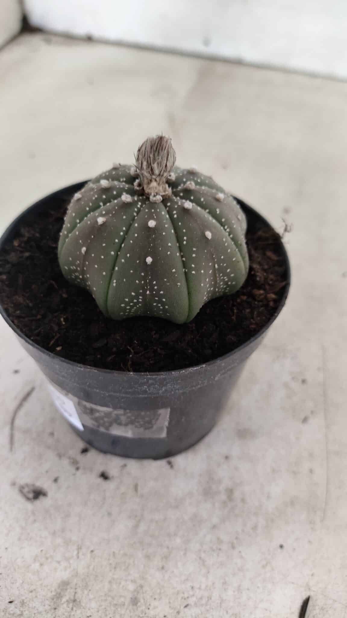 ASTROPHYTUM ASTERIAS STAR SHAPE Nº 1069 – vaso 09 - foto 7