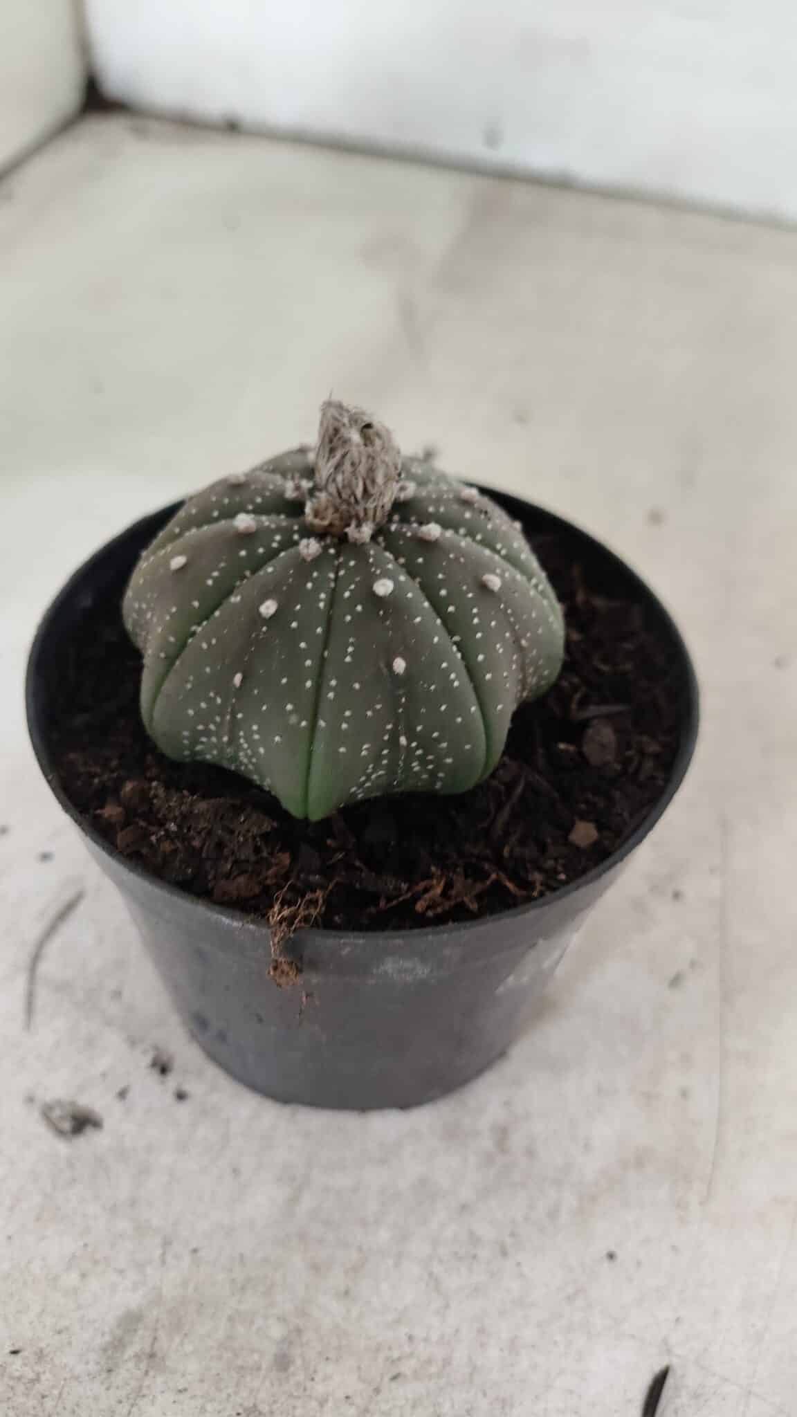 ASTROPHYTUM ASTERIAS STAR SHAPE Nº 1069 – vaso 09 - foto 6