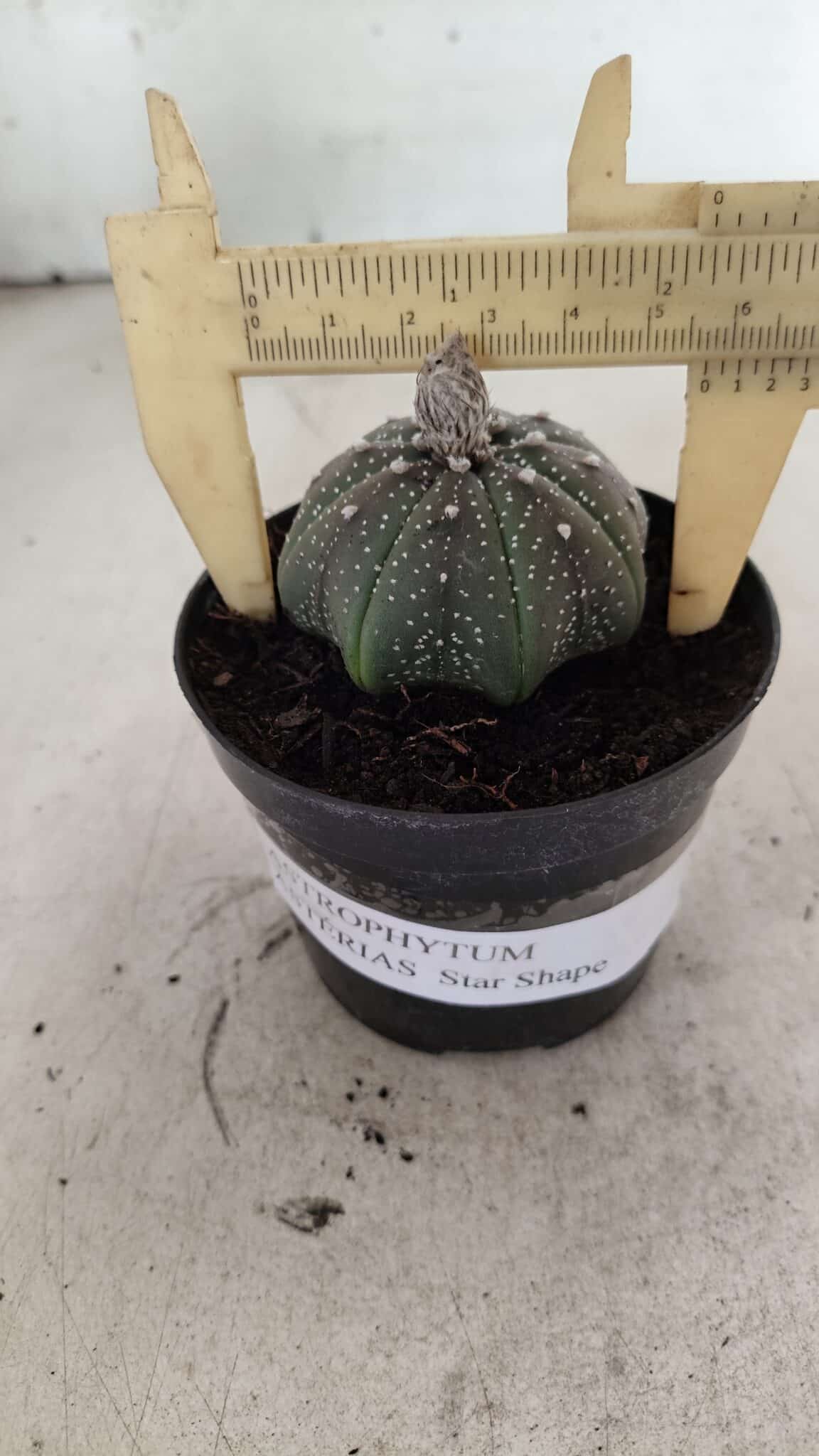 ASTROPHYTUM ASTERIAS STAR SHAPE Nº 1069 – vaso 09 - foto 4