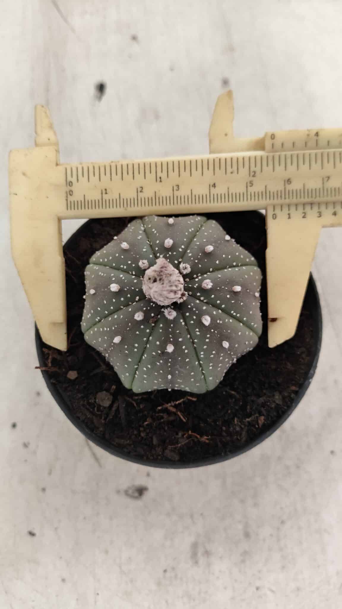 ASTROPHYTUM ASTERIAS STAR SHAPE Nº 1069 – vaso 09 - foto 5