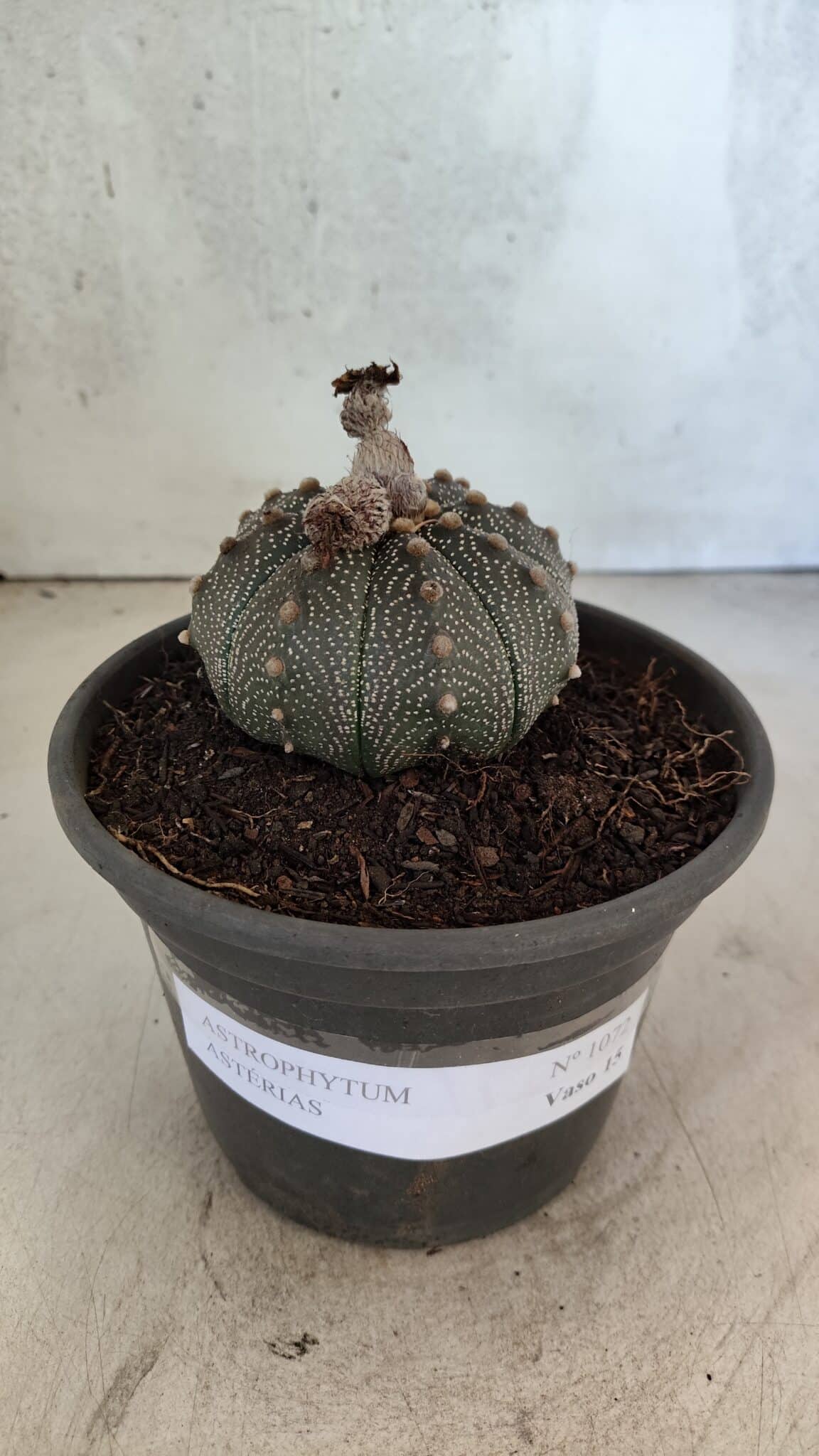 MATRIZ ASTROPHYTUM ASTERIAS Nº 1072 – vaso 15 - foto 2