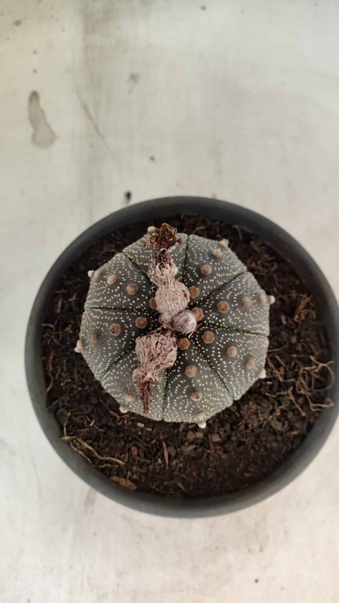 MATRIZ ASTROPHYTUM ASTERIAS Nº 1072 – vaso 15 - foto 3