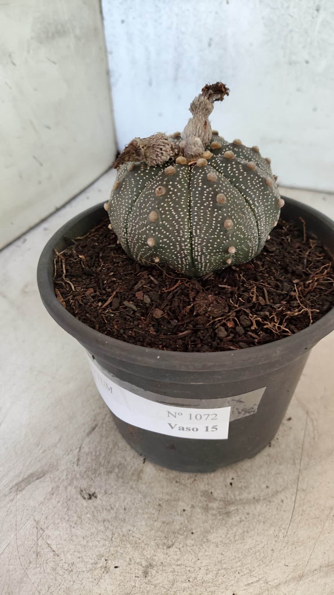MATRIZ ASTROPHYTUM ASTERIAS Nº 1072 – vaso 15 - foto 9