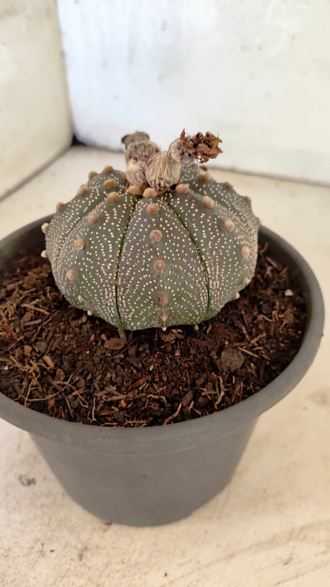 MATRIZ ASTROPHYTUM ASTERIAS Nº 1072 – vaso 15 - foto 8