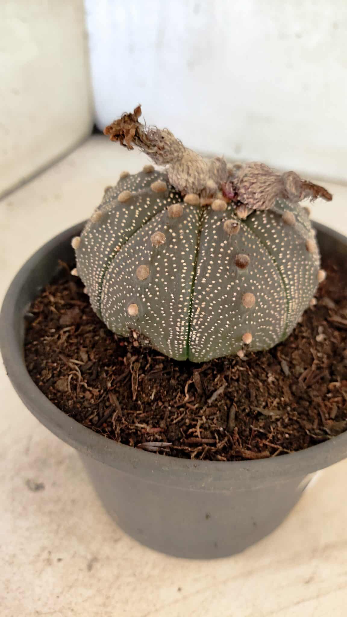 MATRIZ ASTROPHYTUM ASTERIAS Nº 1072 – vaso 15 - foto 7