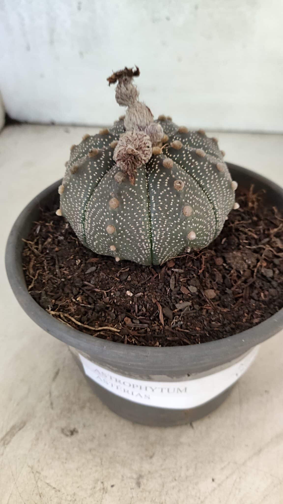 MATRIZ ASTROPHYTUM ASTERIAS Nº 1072 – vaso 15 - foto 6