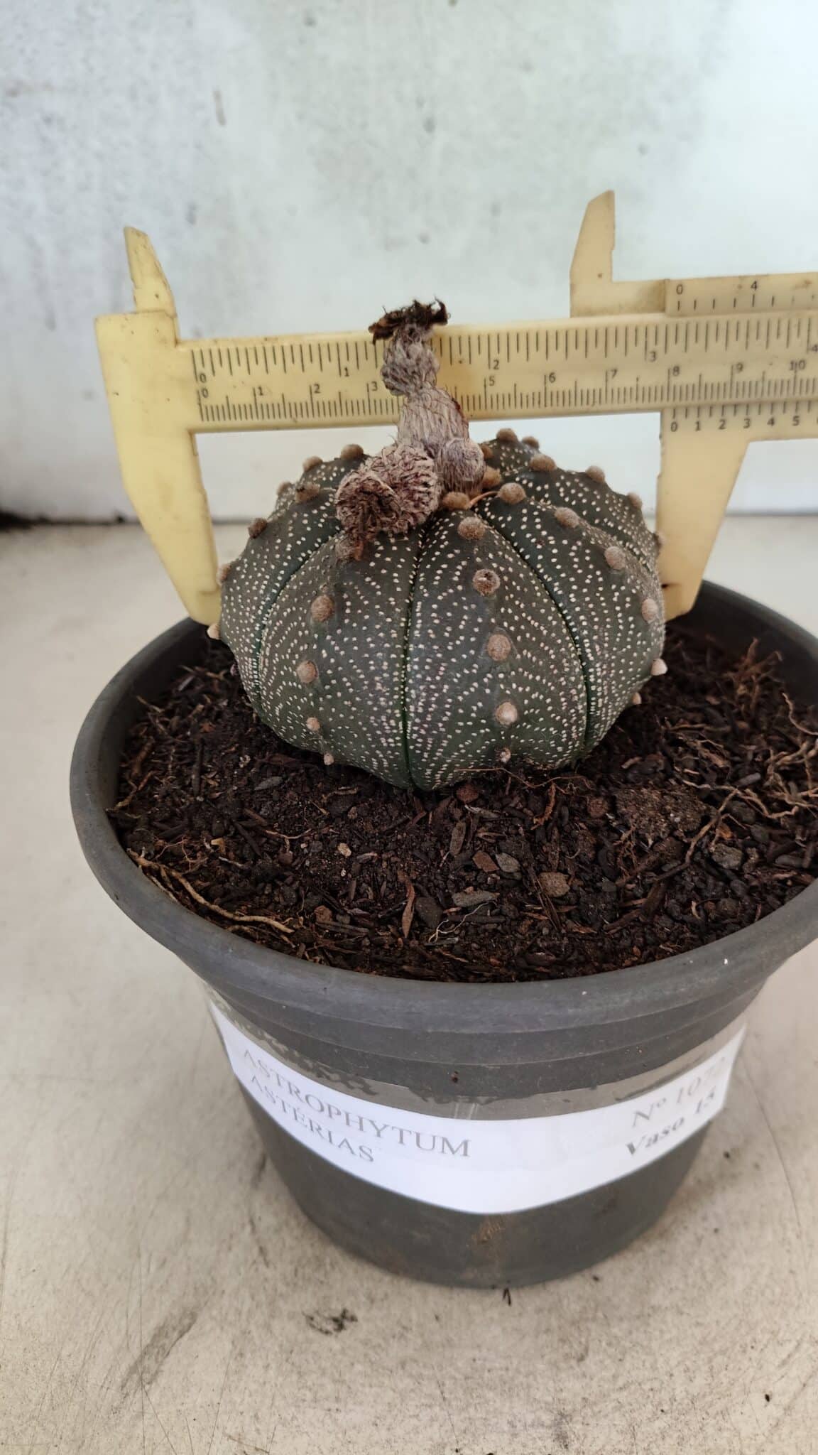 MATRIZ ASTROPHYTUM ASTERIAS Nº 1072 – vaso 15 - foto 4