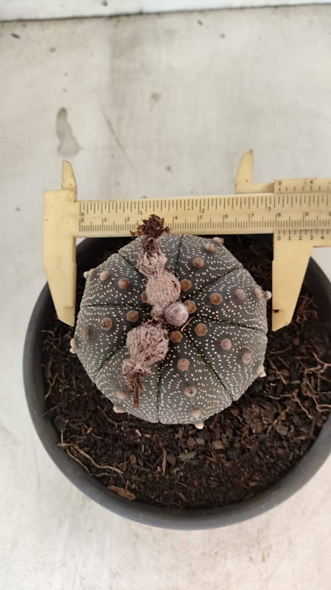 MATRIZ ASTROPHYTUM ASTERIAS Nº 1072 – vaso 15 - foto 5