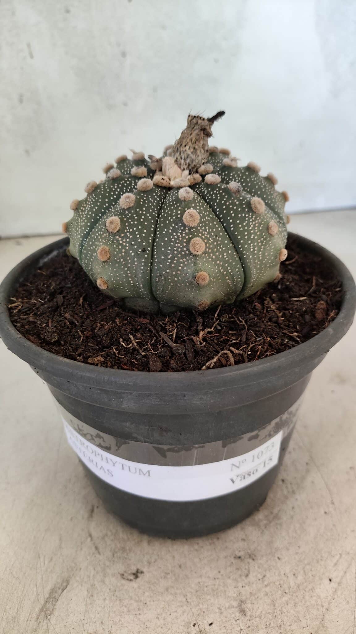MATRIZ ASTROPHYTUM ASTERIAS Nº 1073 – vaso 15 - foto 2