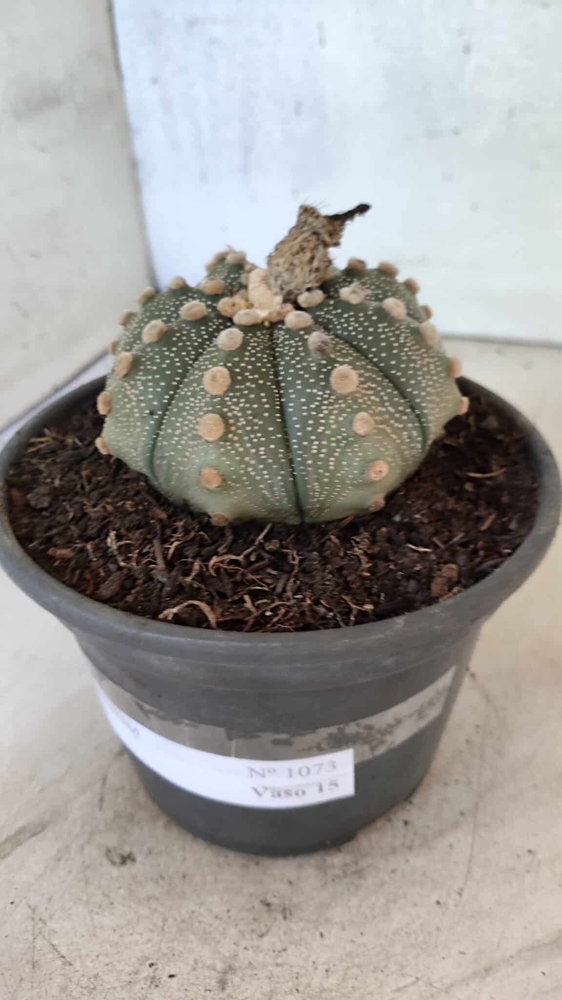MATRIZ ASTROPHYTUM ASTERIAS Nº 1073 – vaso 15 - foto 9