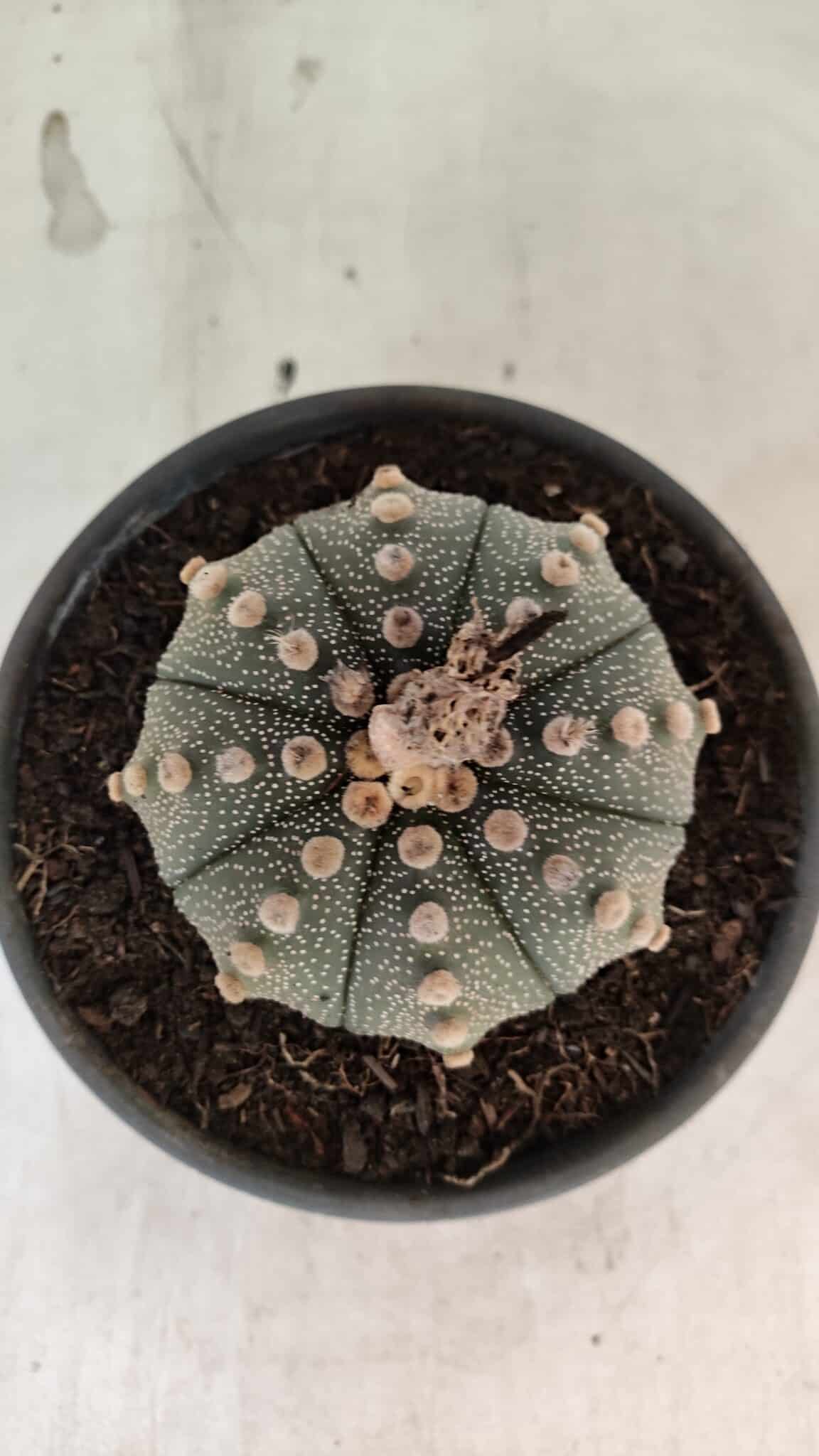 MATRIZ ASTROPHYTUM ASTERIAS Nº 1073 – vaso 15 - foto 3