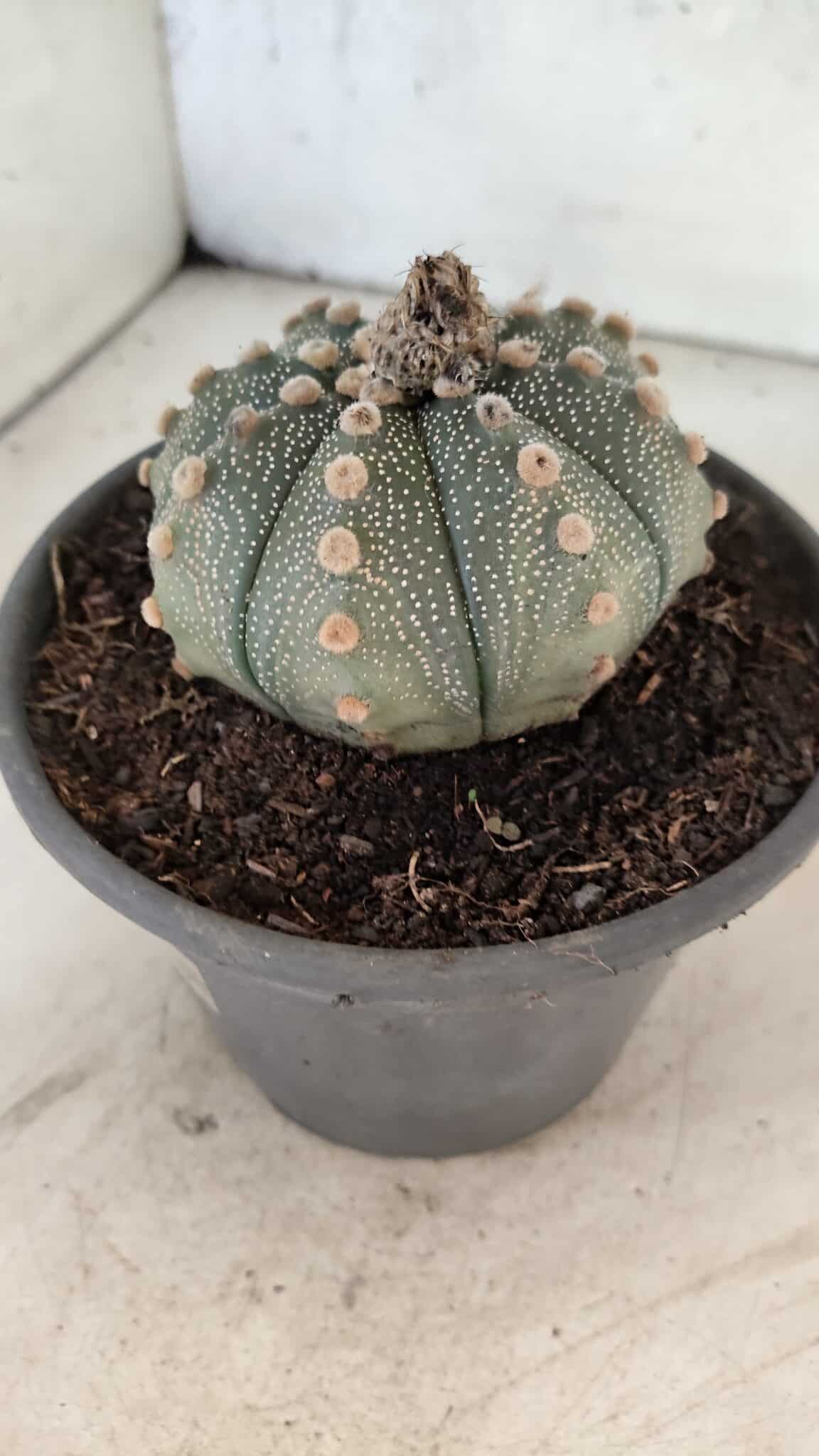 MATRIZ ASTROPHYTUM ASTERIAS Nº 1073 – vaso 15 - foto 8