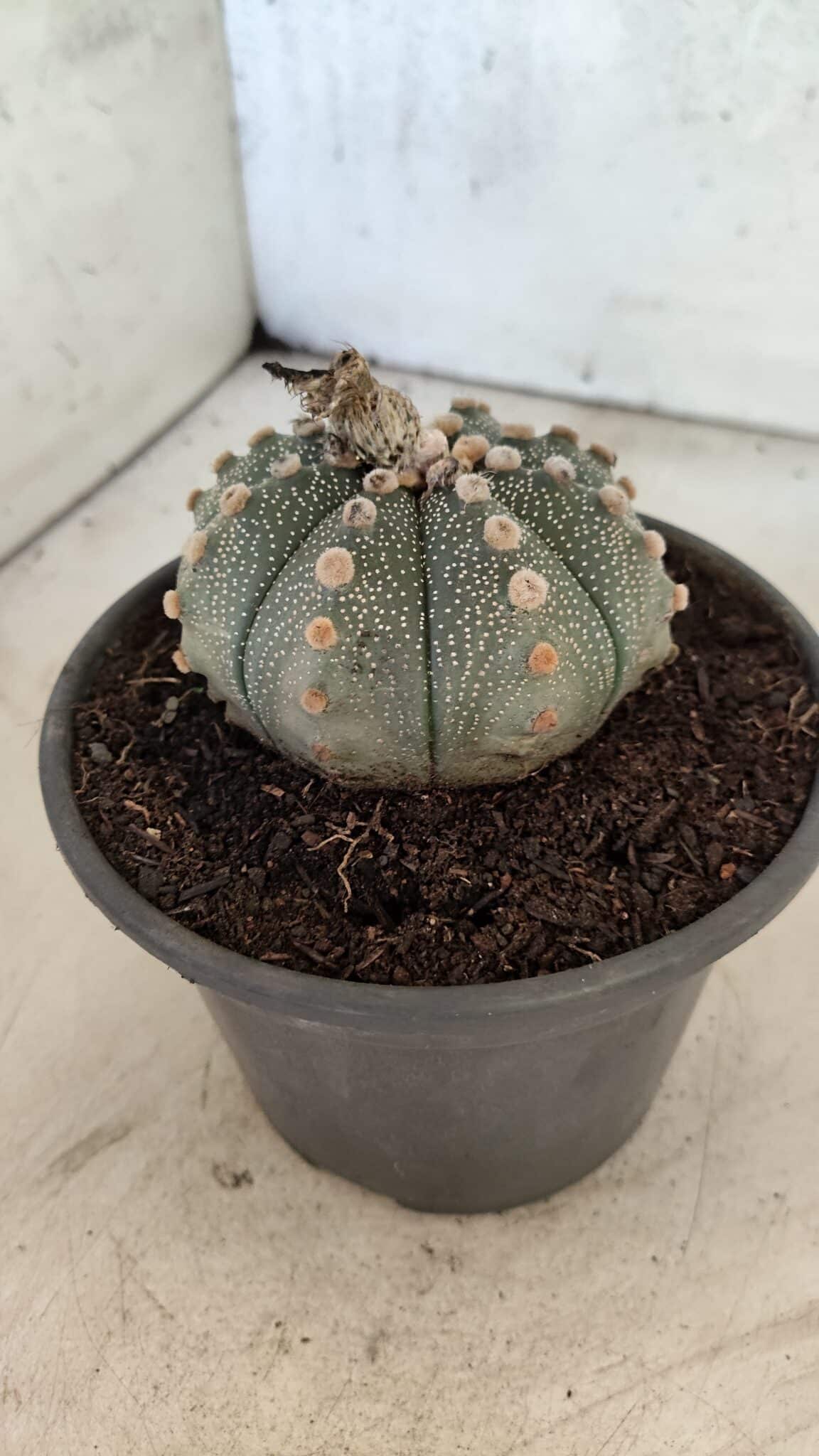 MATRIZ ASTROPHYTUM ASTERIAS Nº 1073 – vaso 15 - foto 7