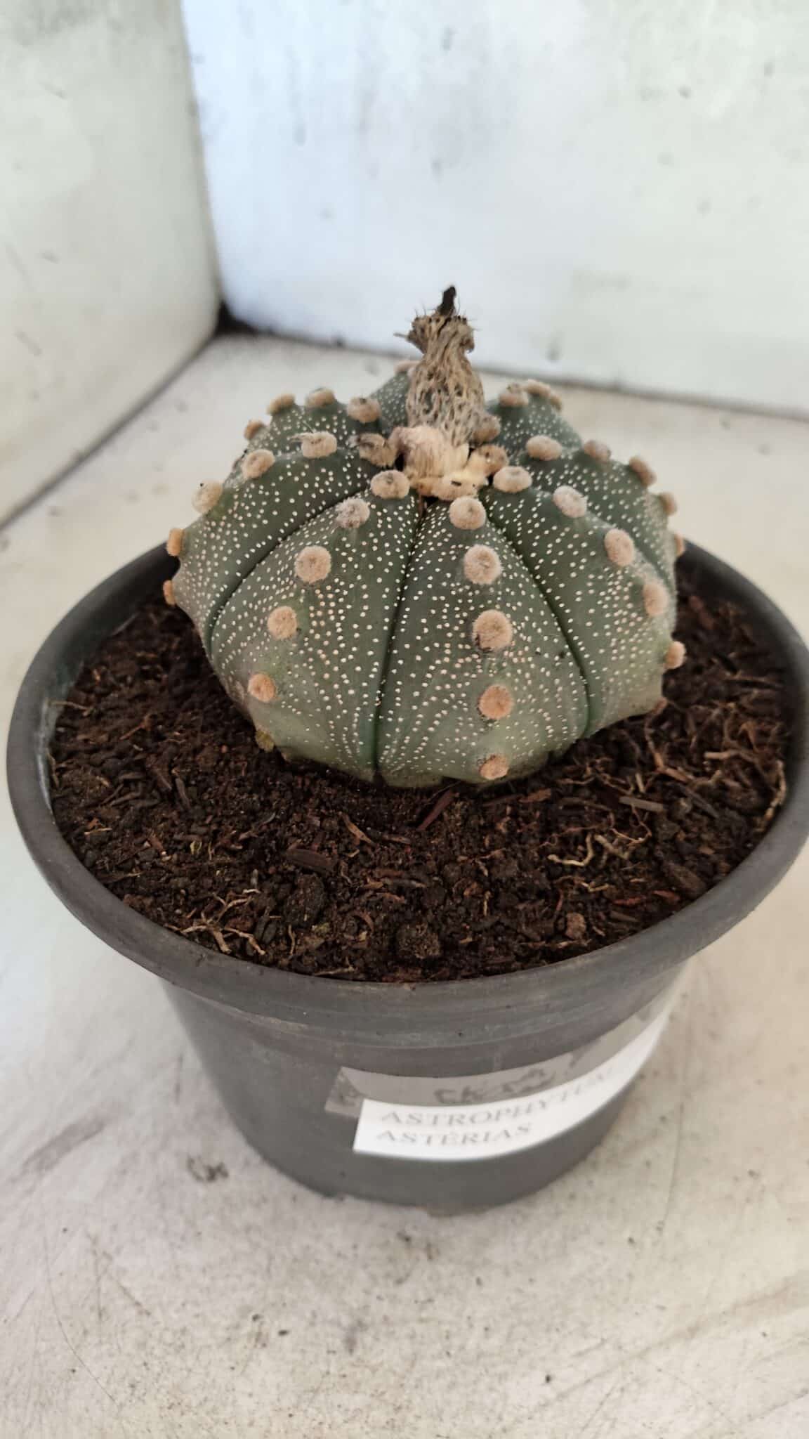 MATRIZ ASTROPHYTUM ASTERIAS Nº 1073 – vaso 15 - foto 6